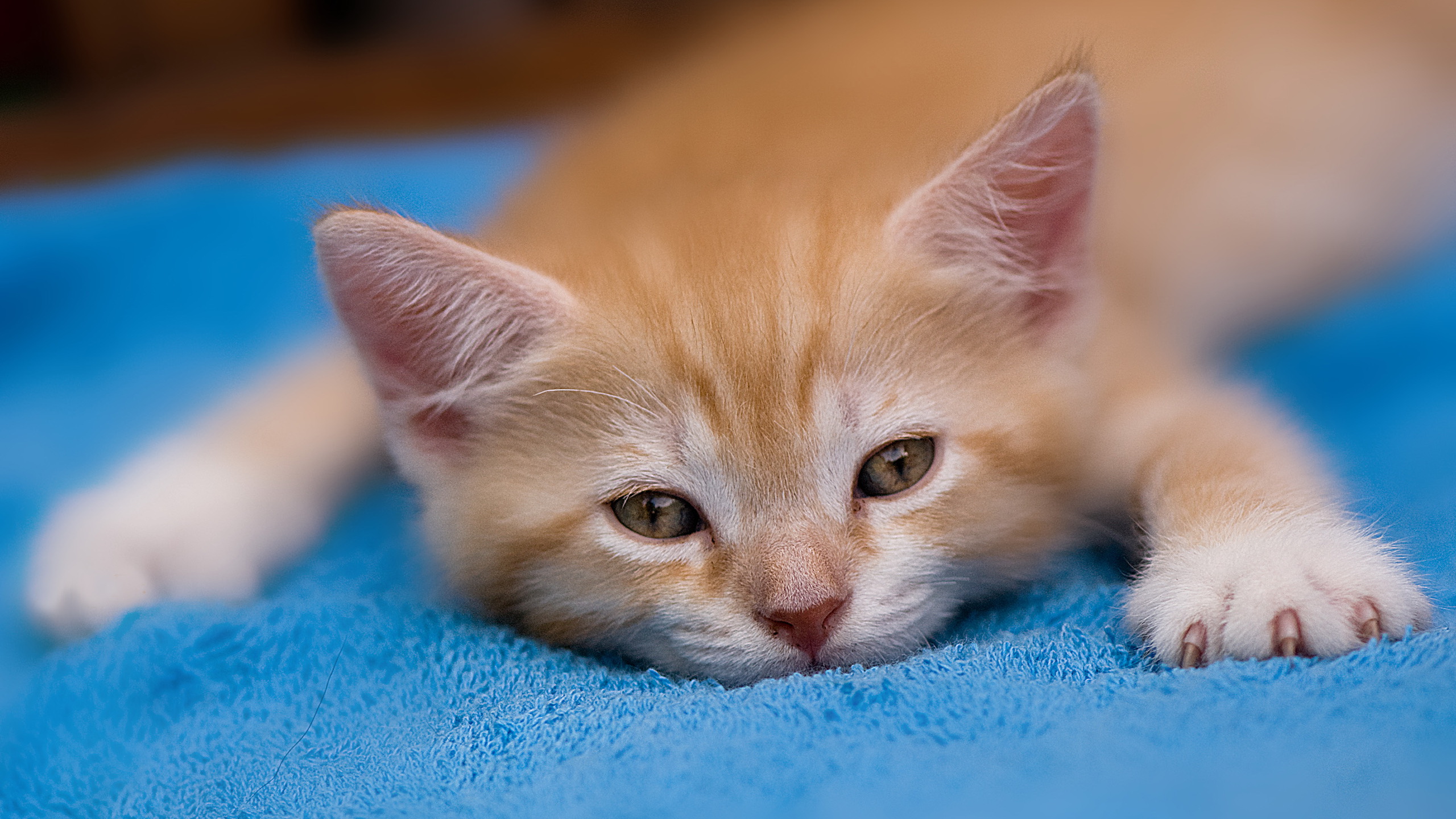 Handy-Wallpaper Tiere, Katzen, Katze kostenlos herunterladen.