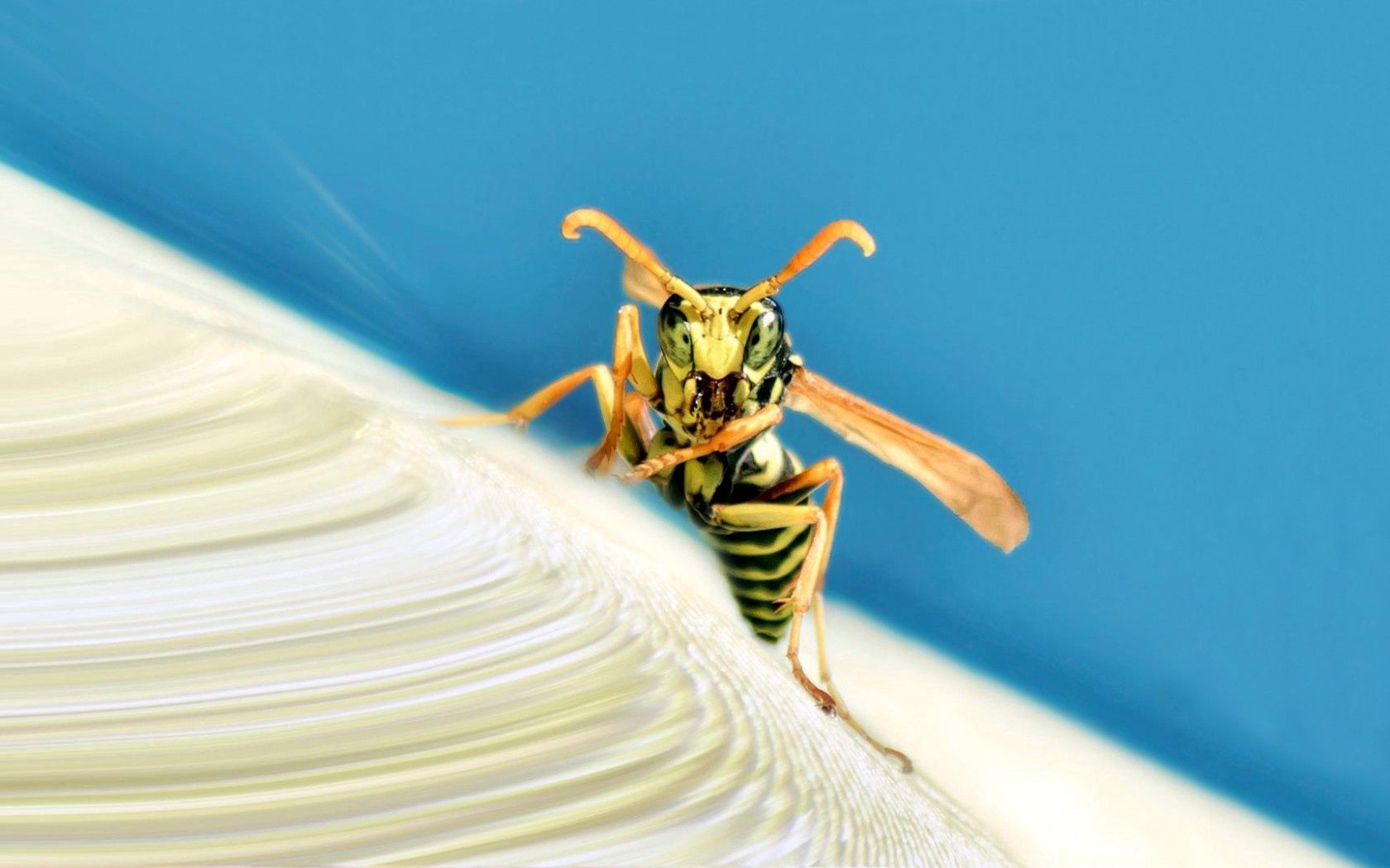 macro, insect, stripes, wings, strips, wasp