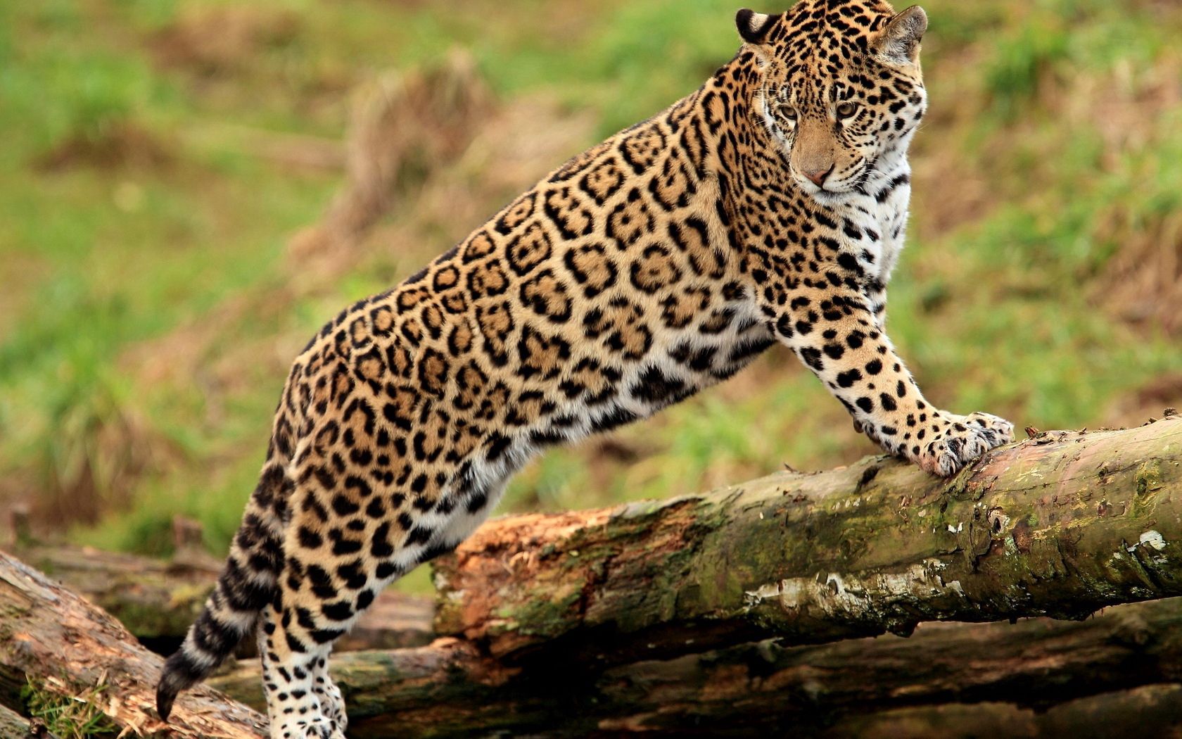 118272 télécharger l'image animaux, jaguar, gros chat, fauve, valeur, montée, grimper, regarder, voir - fonds d'écran et économiseurs d'écran gratuits