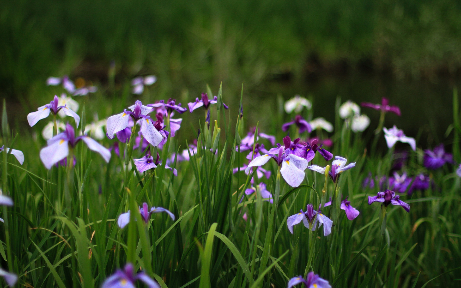 Téléchargez des papiers peints mobile Iris, Fleurs, Terre/nature gratuitement.