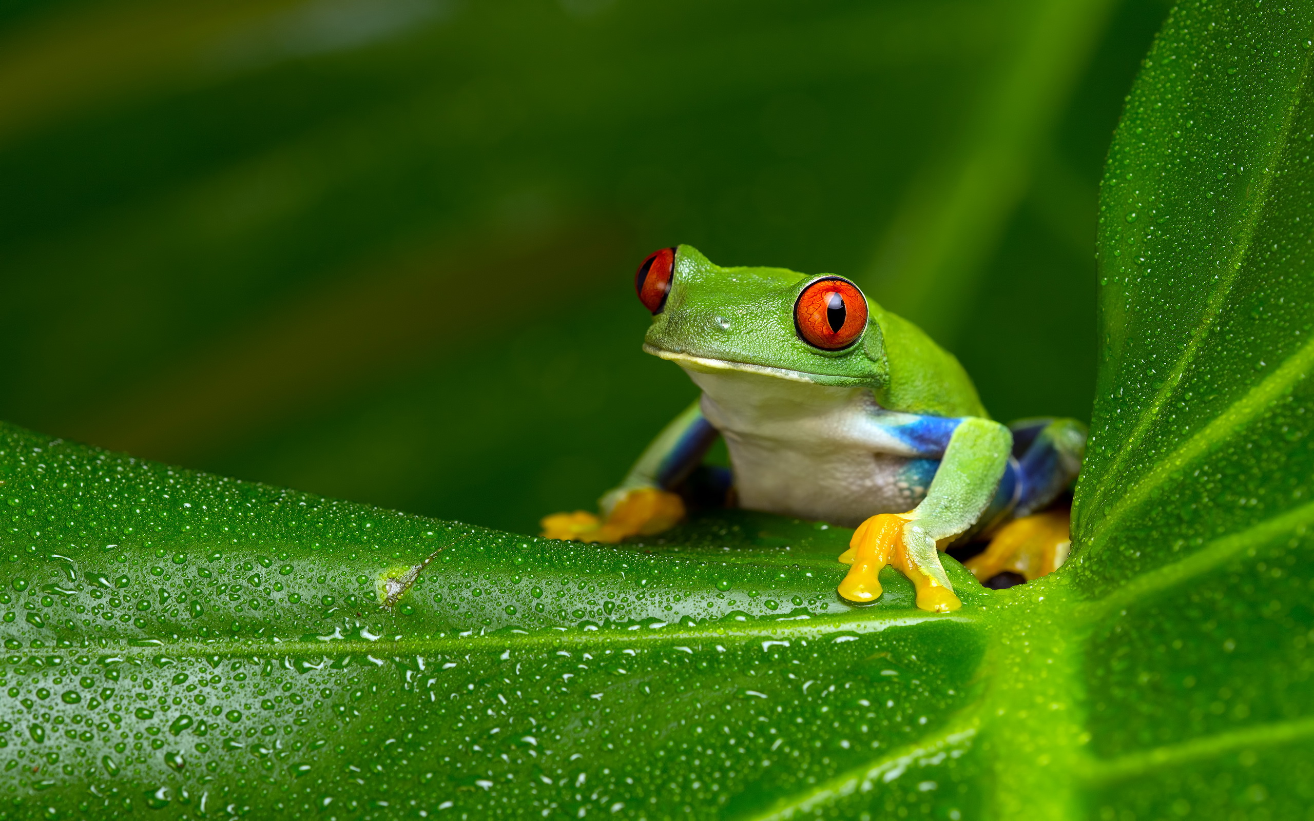animal, red eyed tree frog, tree frog, frogs