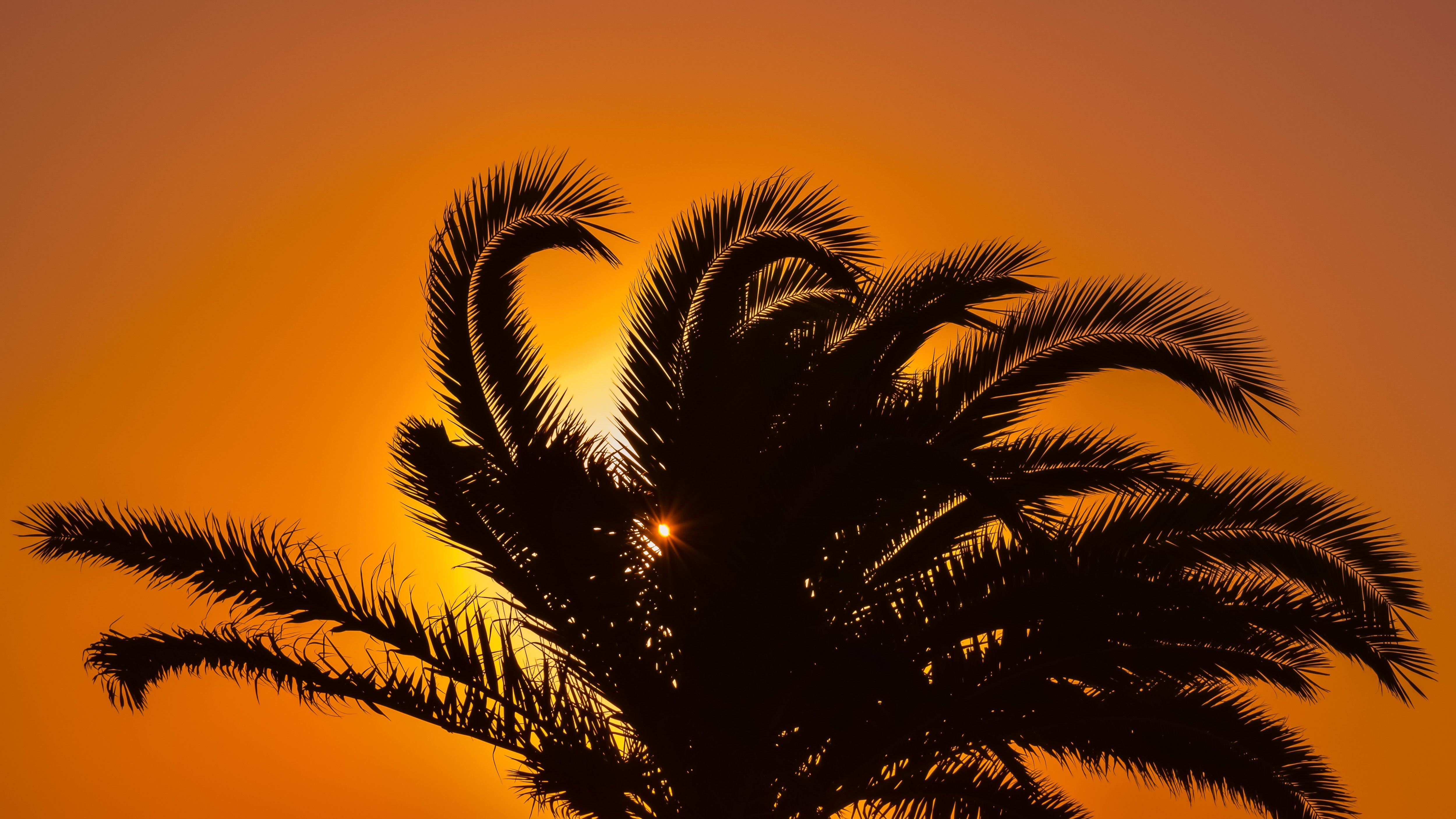 Free download wallpaper Nature, Sunset, Palm, Branches, Leaves on your PC desktop