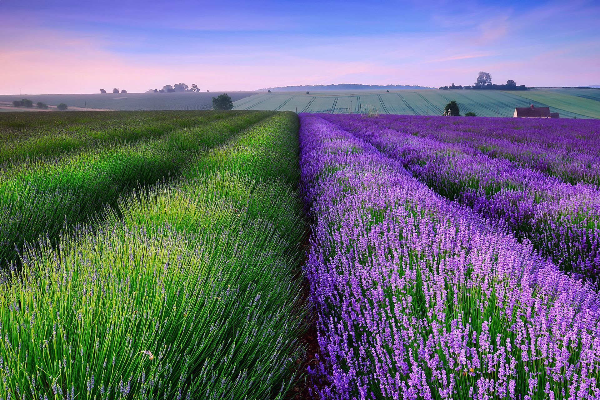 Free download wallpaper Landscape, Flowers, Fields on your PC desktop