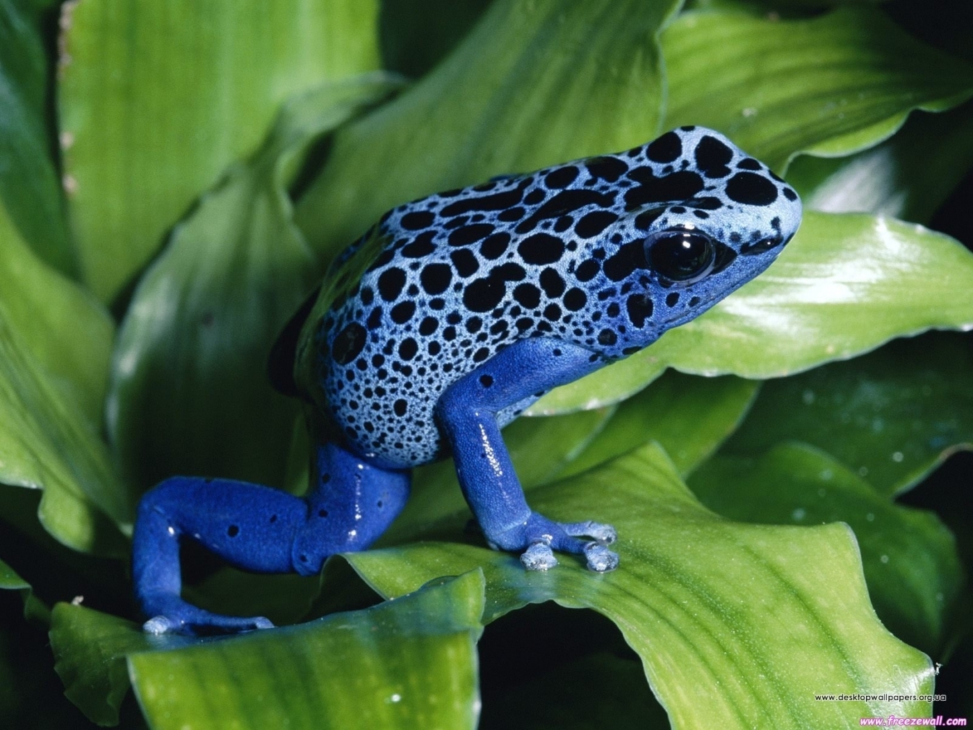 28600 baixar papel de parede animais, frogs, verde - protetores de tela e imagens gratuitamente