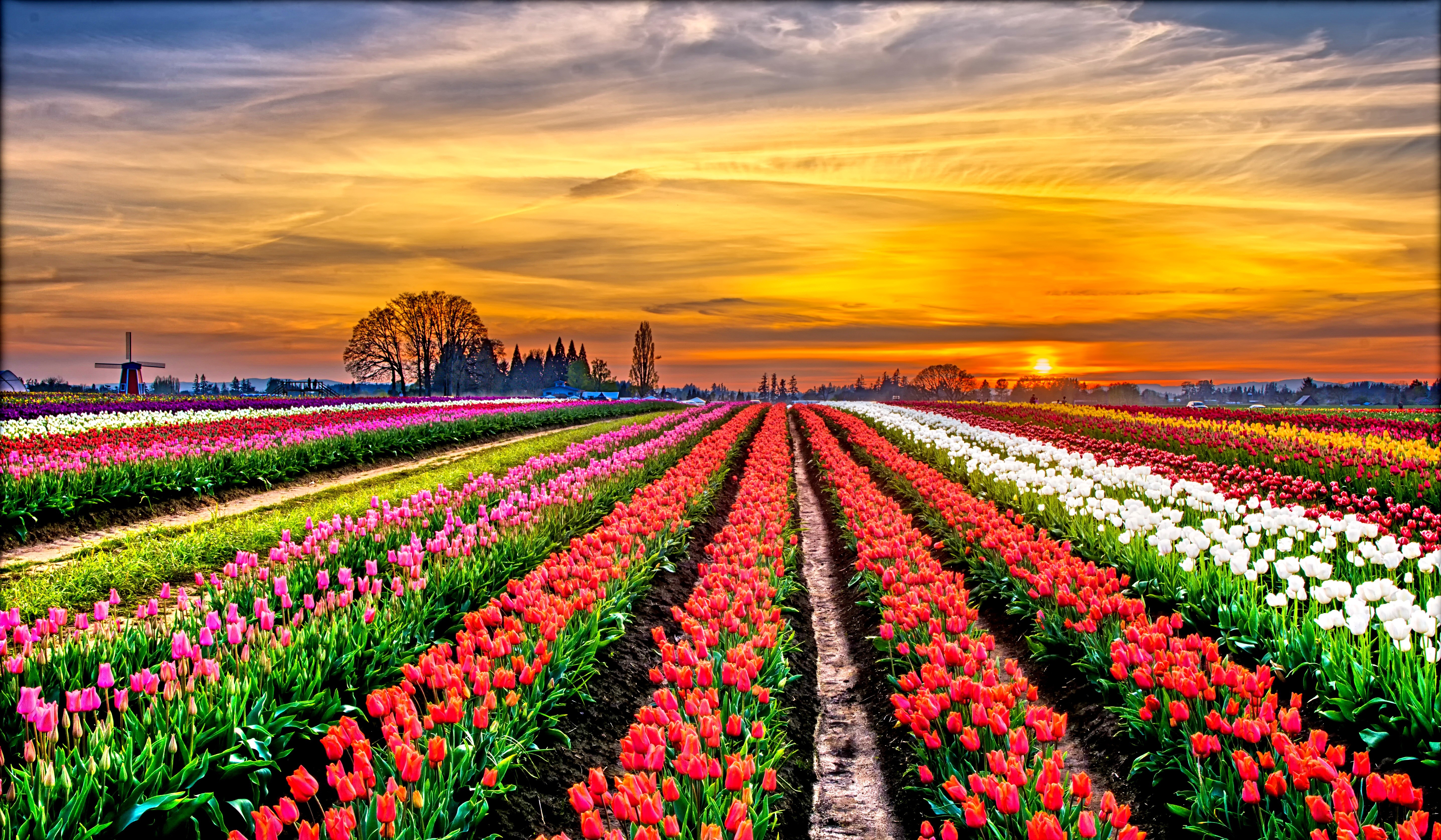 Laden Sie das Blumen, Feld, Farben, Bunt, Tulpe, Sonnenuntergang, Weiße Blume, Lila Blume, Rote Blume, Erde/natur-Bild kostenlos auf Ihren PC-Desktop herunter