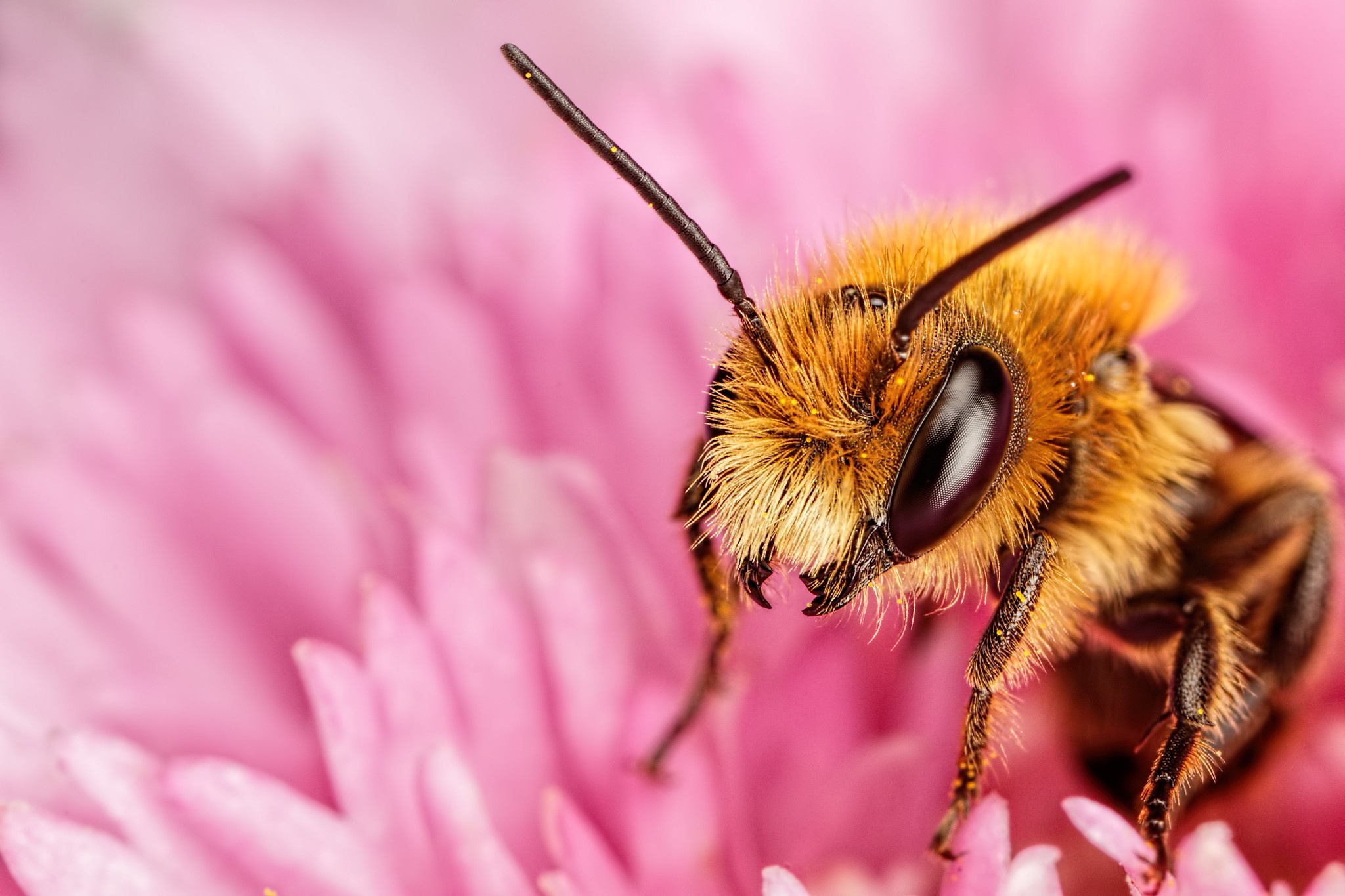 PCデスクトップに動物, 昆虫, 花, 大きい, 蜂, 虫画像を無料でダウンロード