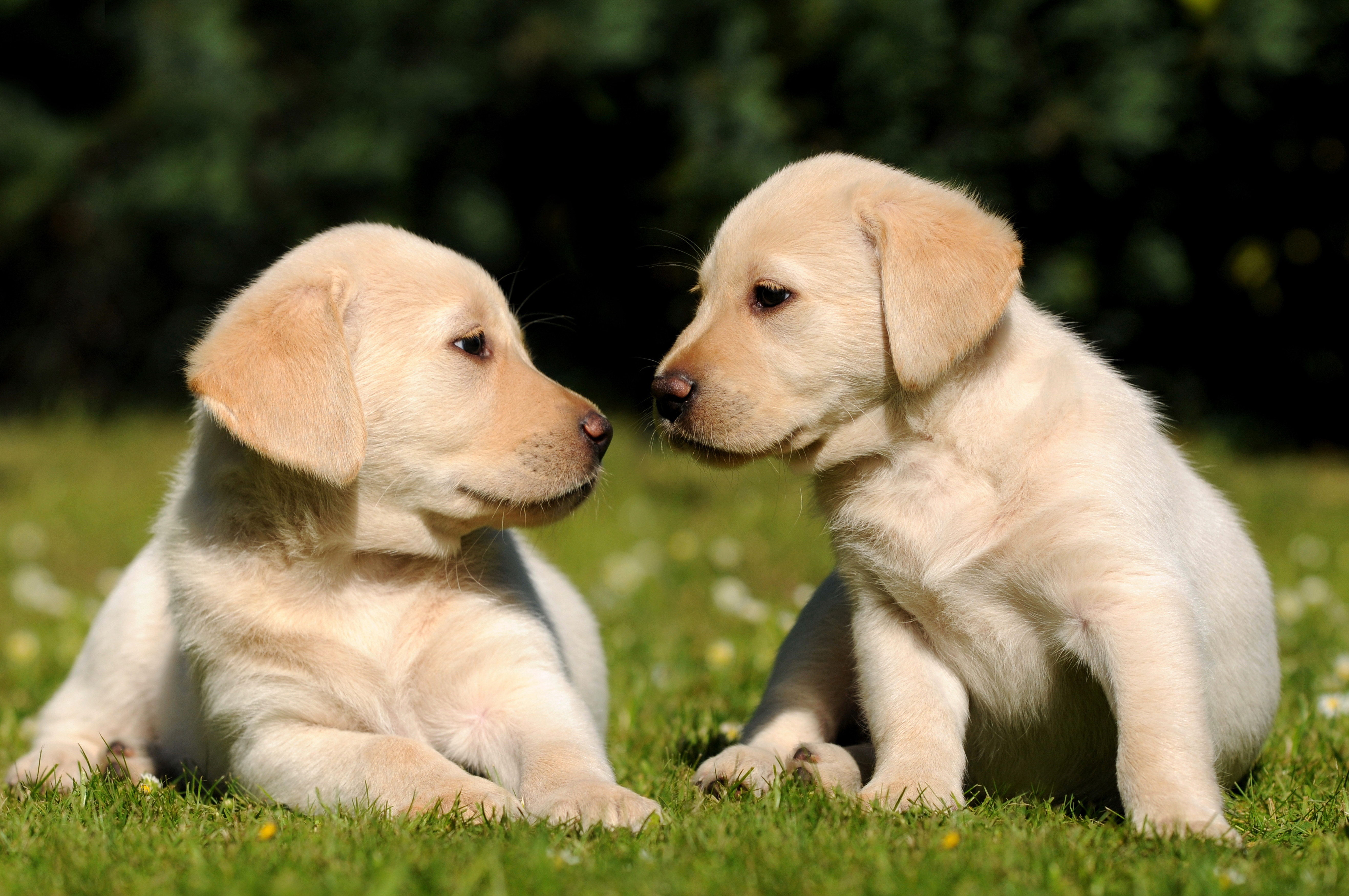puppies, animals, grass, brothers