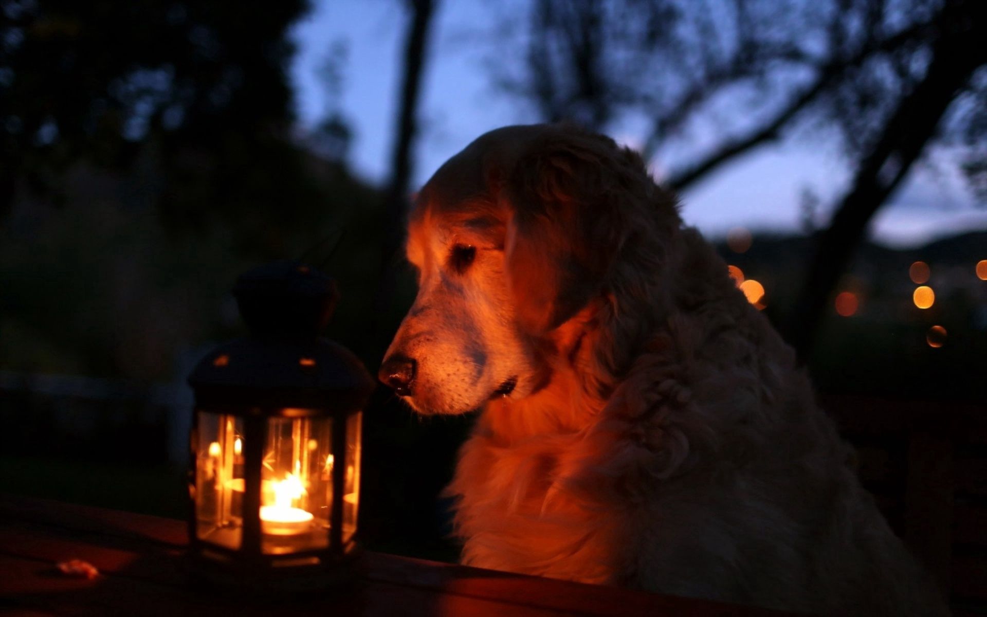 PCデスクトップに光, 影, ランタン, ランプ, 動物, 輝く, 犬画像を無料でダウンロード