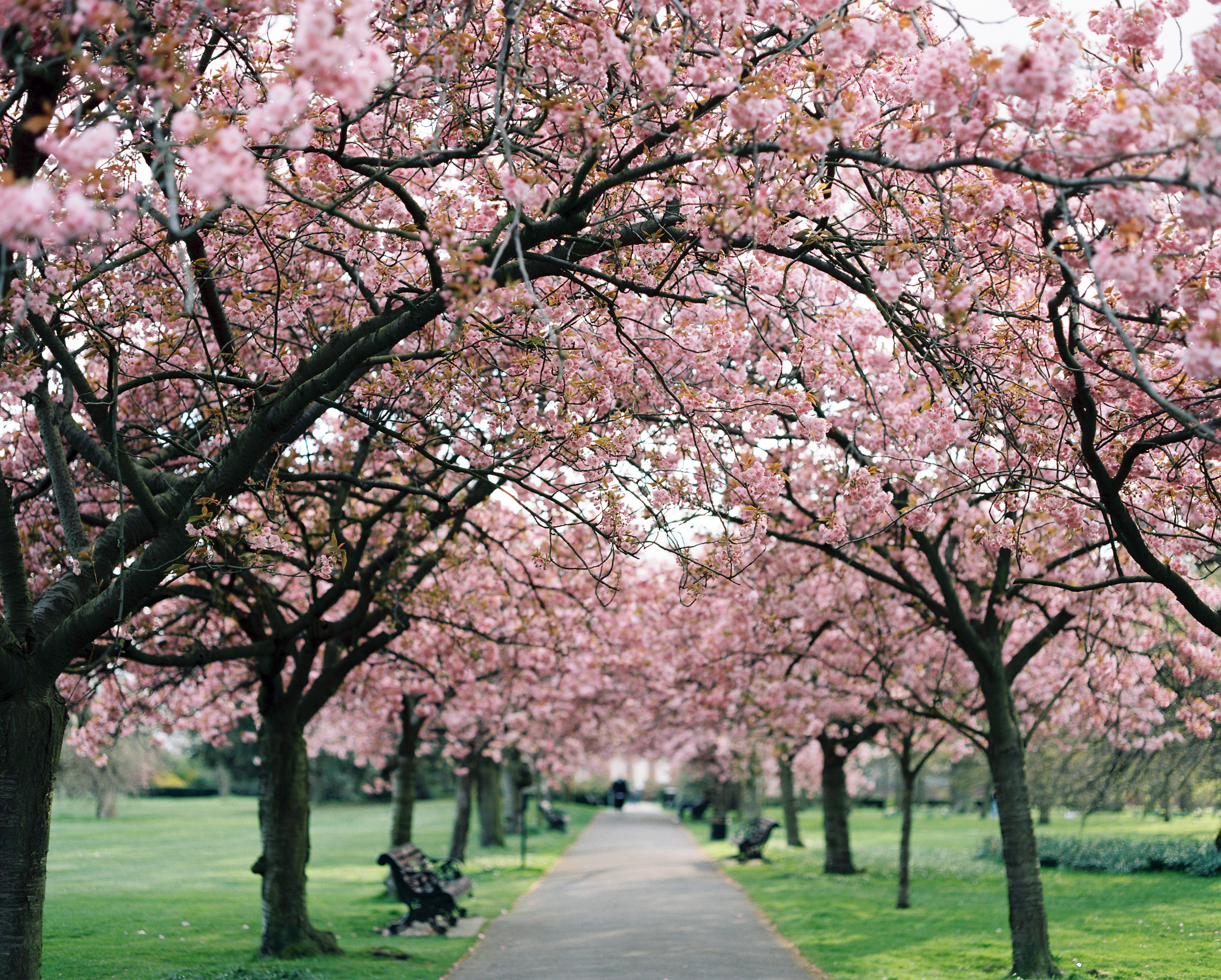 Laden Sie das Park, Fotografie, Kirschblüte-Bild kostenlos auf Ihren PC-Desktop herunter