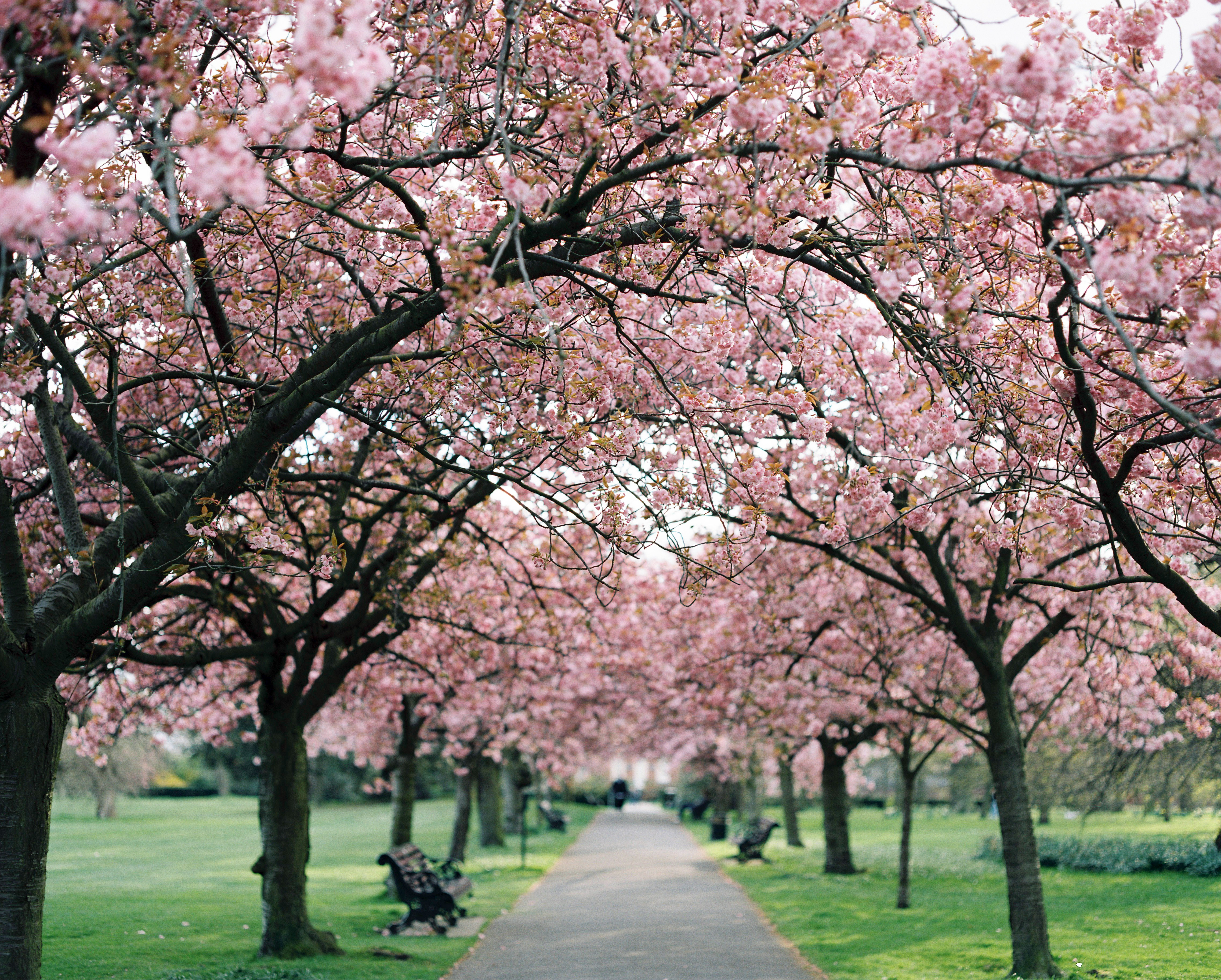 PCデスクトップに公園, 写真撮影, 桜の花画像を無料でダウンロード