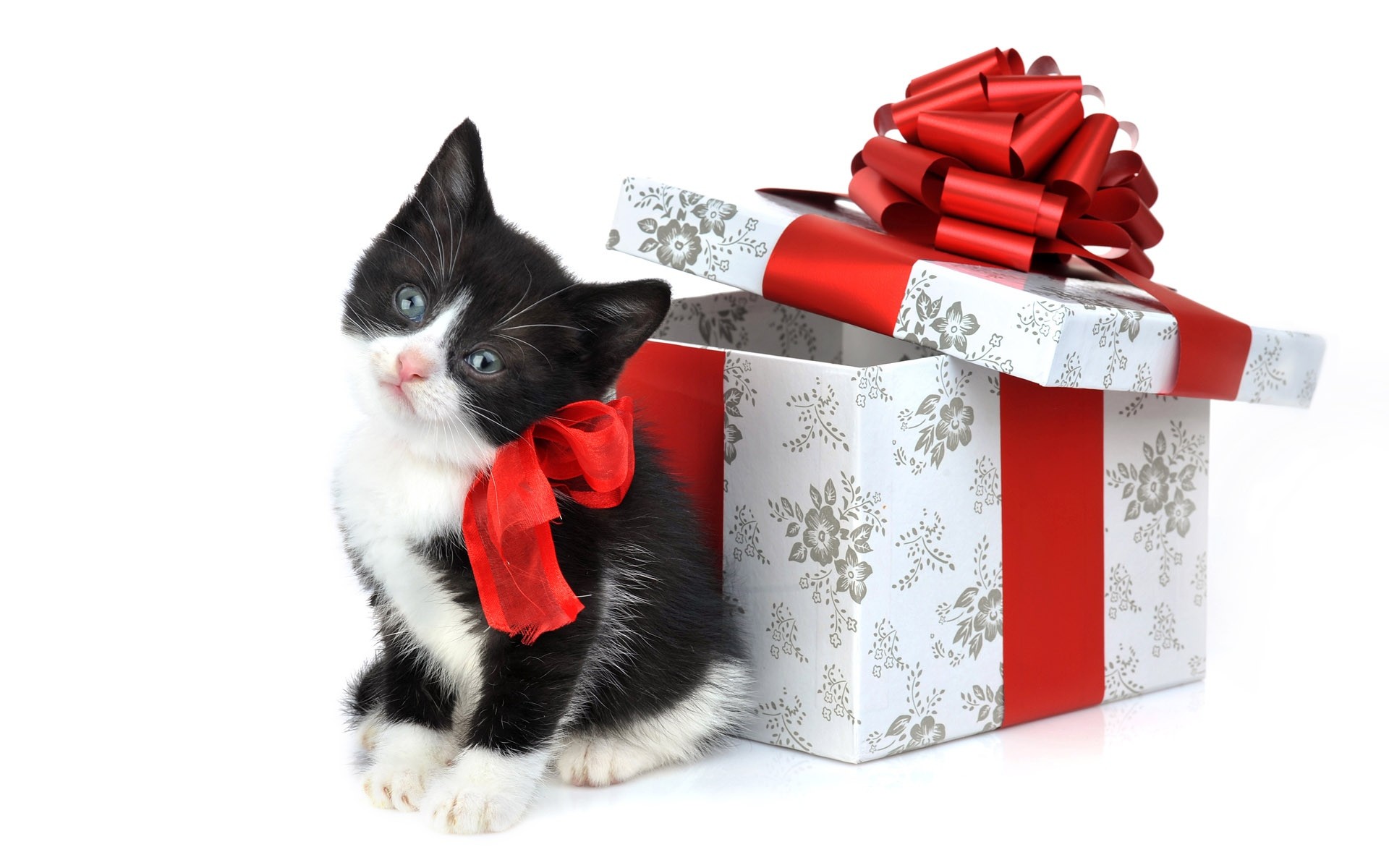 Скачать обои бесплатно Кот, Рождество, Котенок, Милые, Подарки, Праздничные картинка на рабочий стол ПК