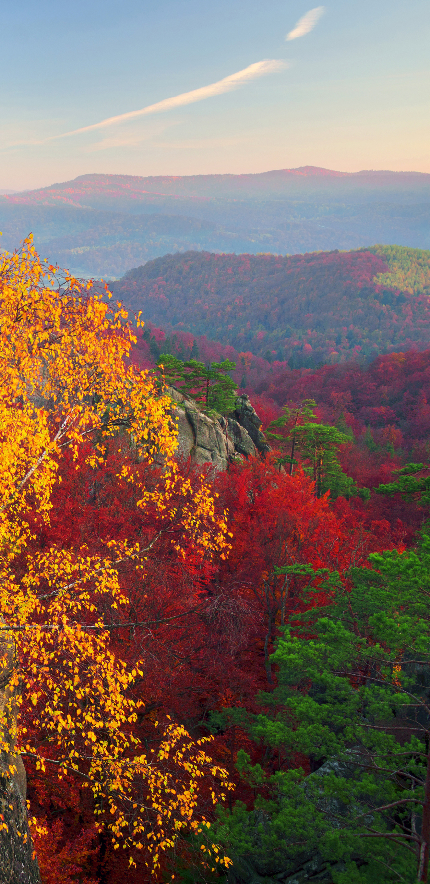 Handy-Wallpaper Herbst, Wald, Baum, Erde/natur kostenlos herunterladen.