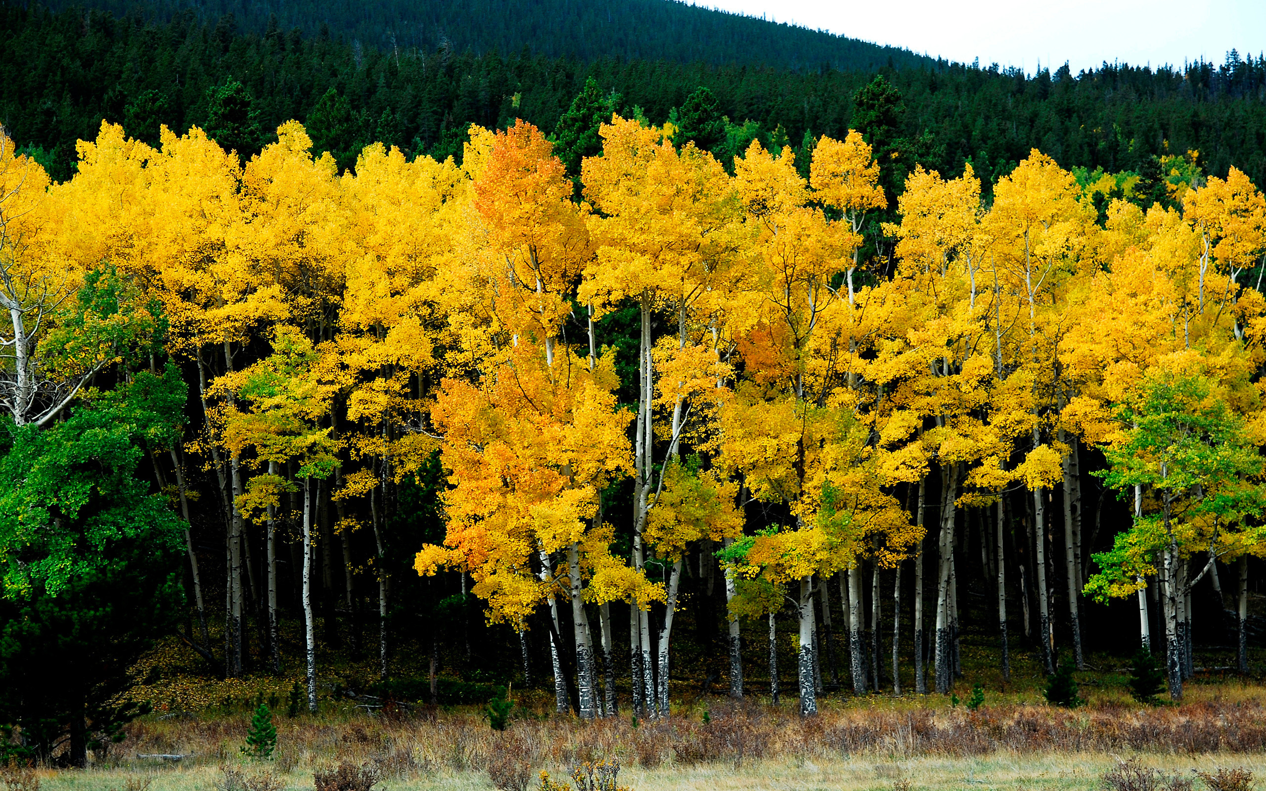 Laden Sie das Landschaft, Herbst, Holz, Wald, Baum, Feld, Bunt, Fotografie, Gras, Himmel, Wildnis, Erde/natur-Bild kostenlos auf Ihren PC-Desktop herunter