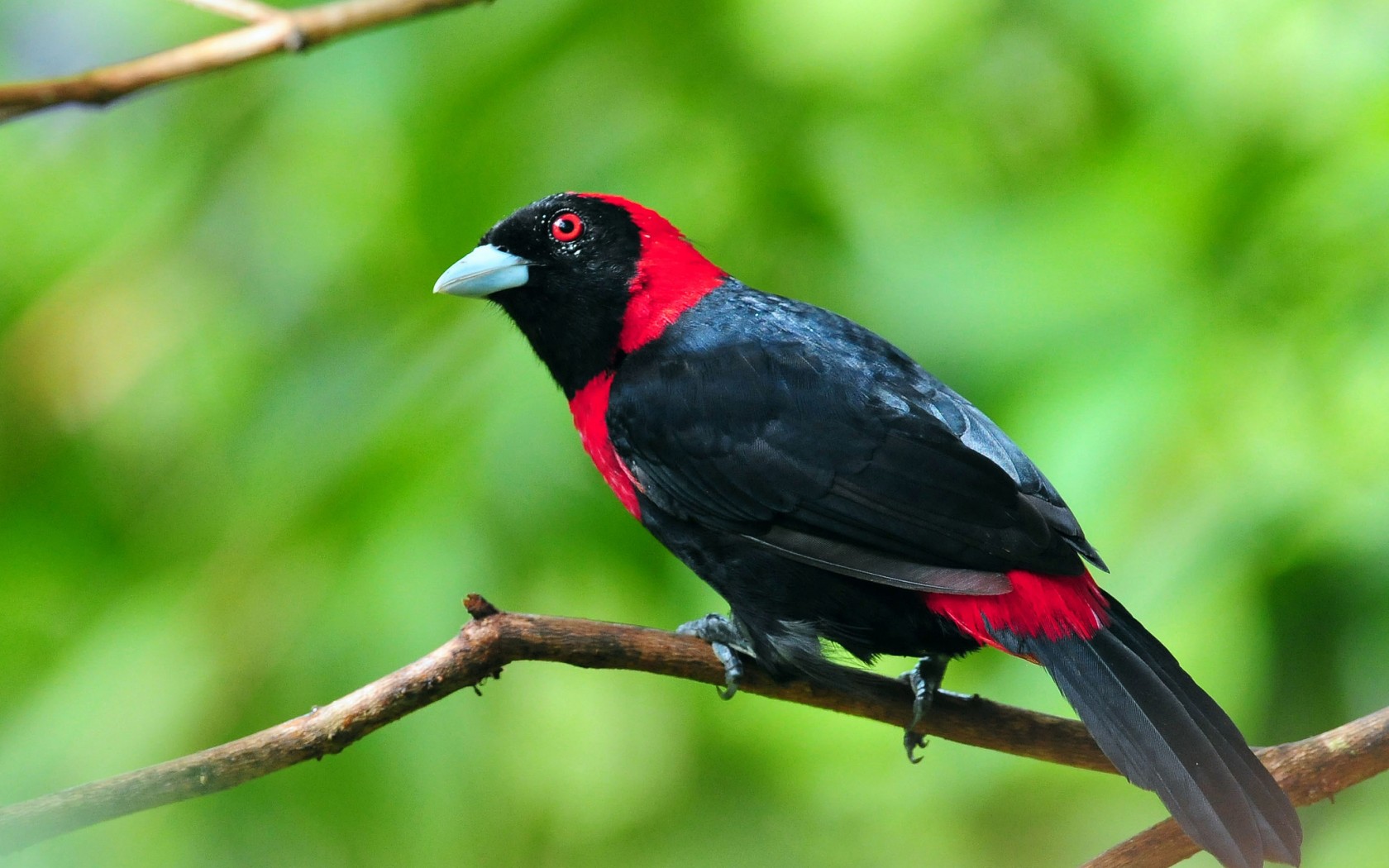 Baixe gratuitamente a imagem Animais, Aves, Pássaro na área de trabalho do seu PC