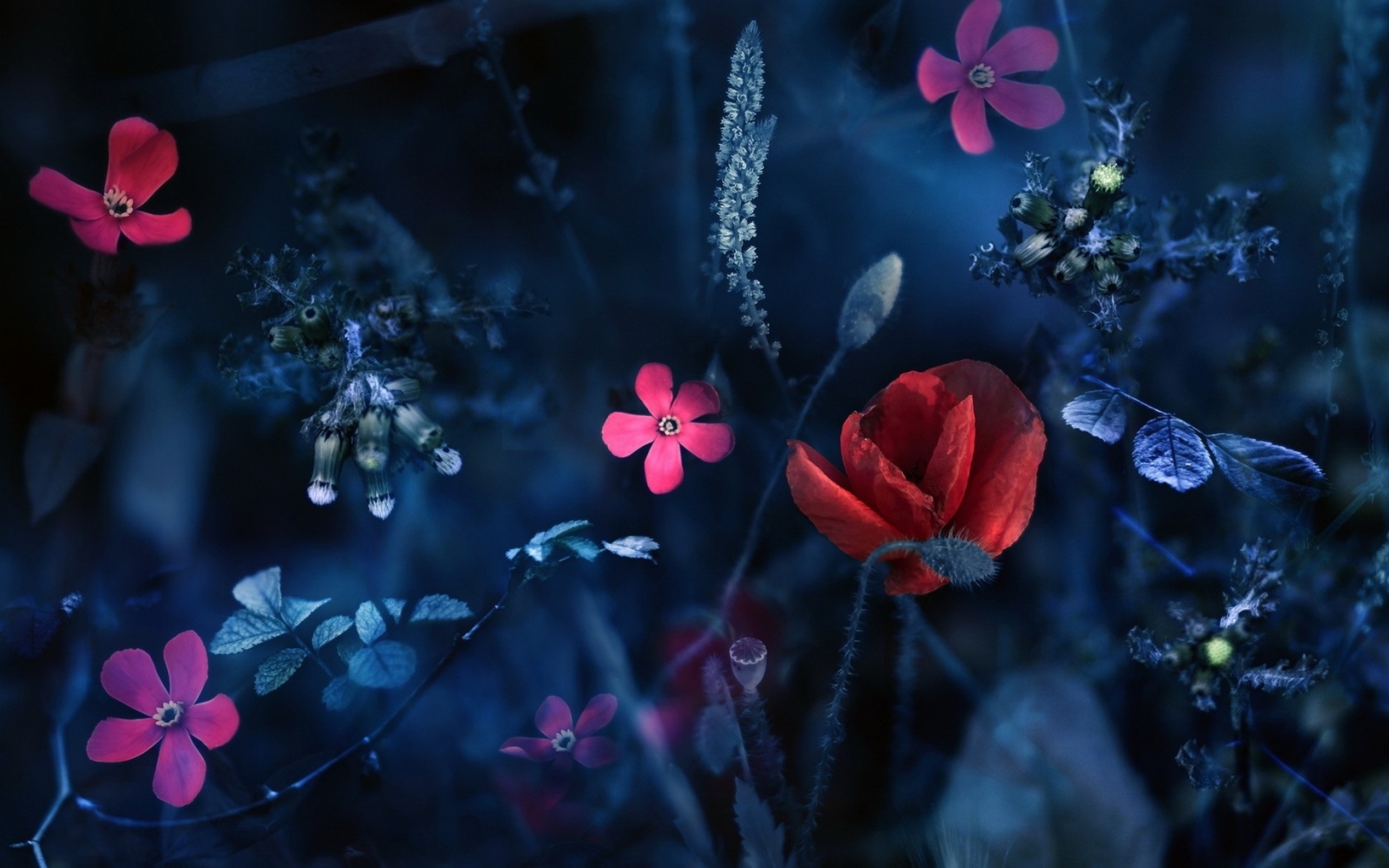 Free download wallpaper Flowers, Flower, Artistic on your PC desktop