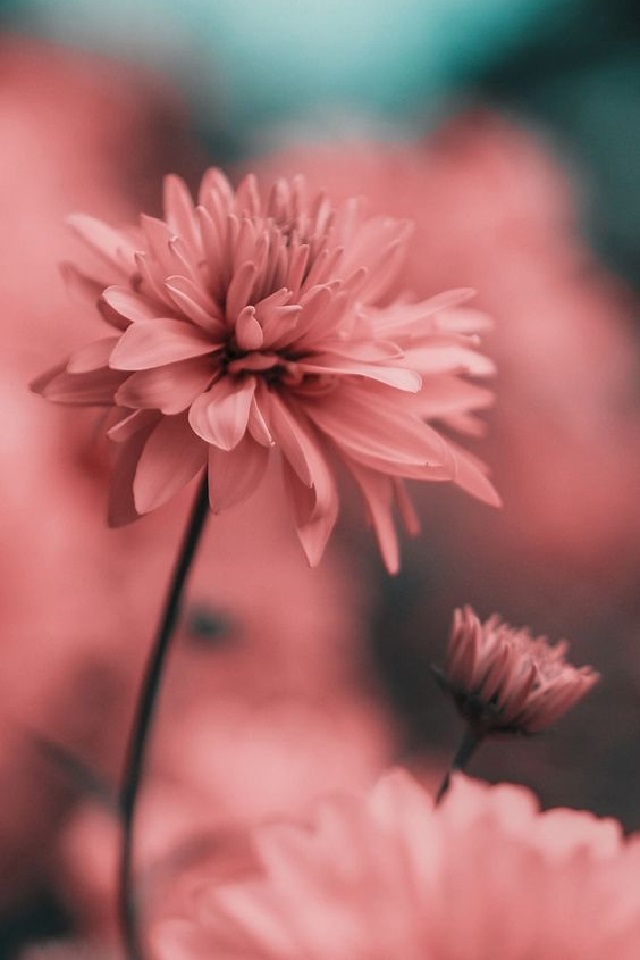 Download mobile wallpaper Flowers, Flower, Earth, Pink Flower for free.