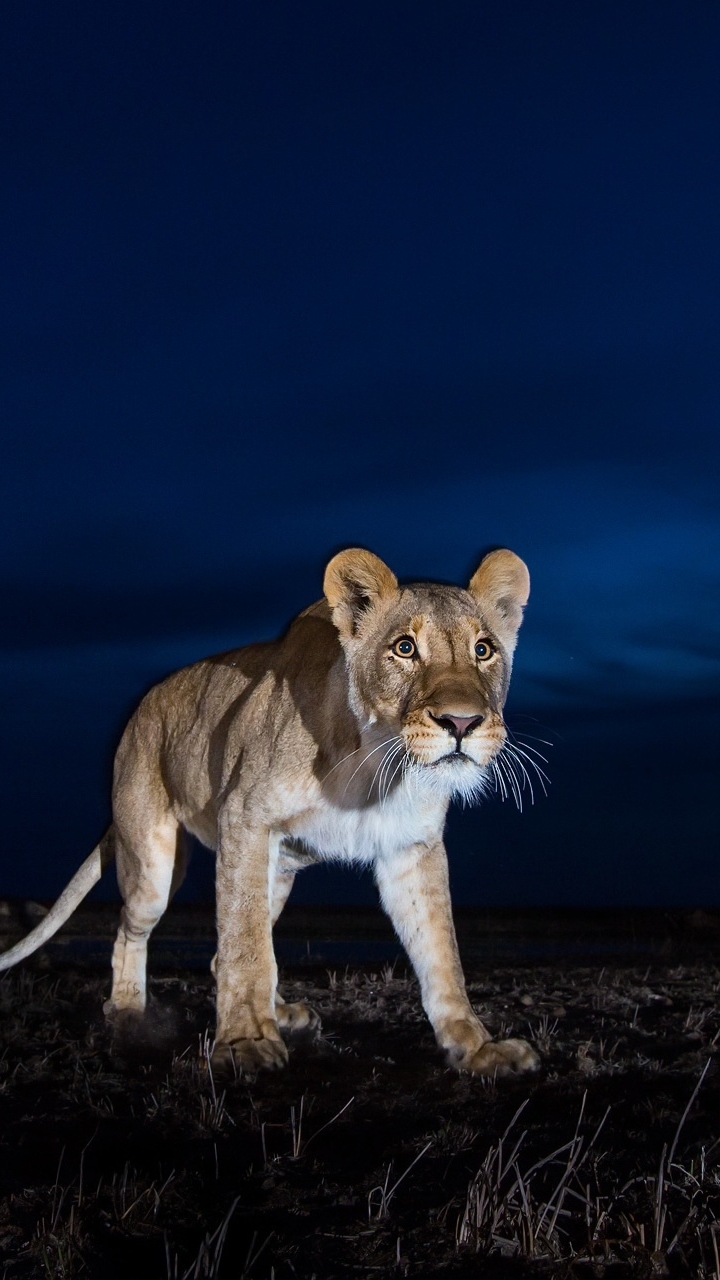 Descarga gratuita de fondo de pantalla para móvil de Animales, Gatos, Noche, León.