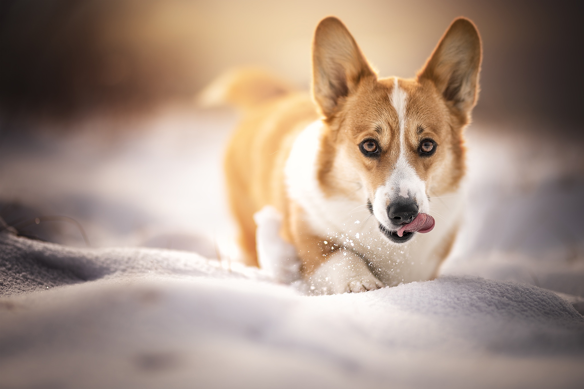 Download mobile wallpaper Dogs, Snow, Dog, Animal, Corgi for free.
