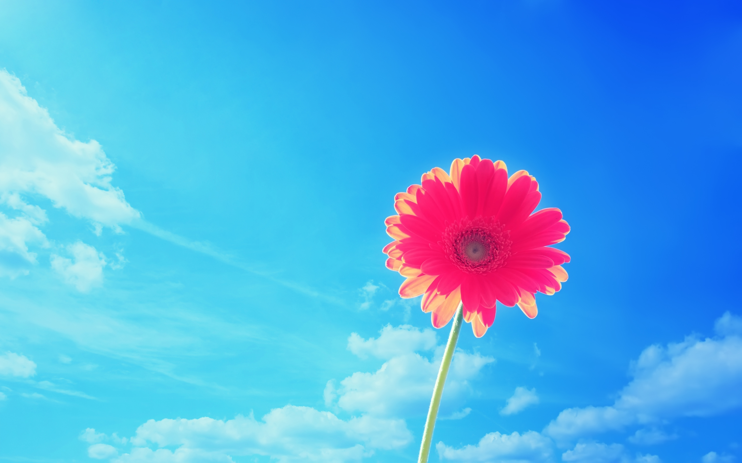 Laden Sie das Natur, Blumen, Gerbera, Blume, Gänseblümchen, Himmel, Rote Blume, Erde/natur-Bild kostenlos auf Ihren PC-Desktop herunter