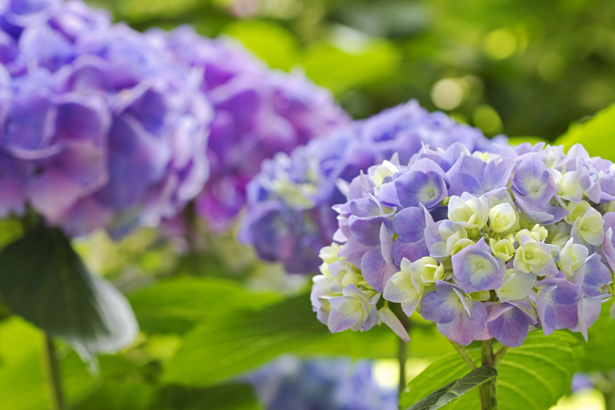 Laden Sie das Blumen, Blume, Makro, Hortensien, Erde/natur-Bild kostenlos auf Ihren PC-Desktop herunter