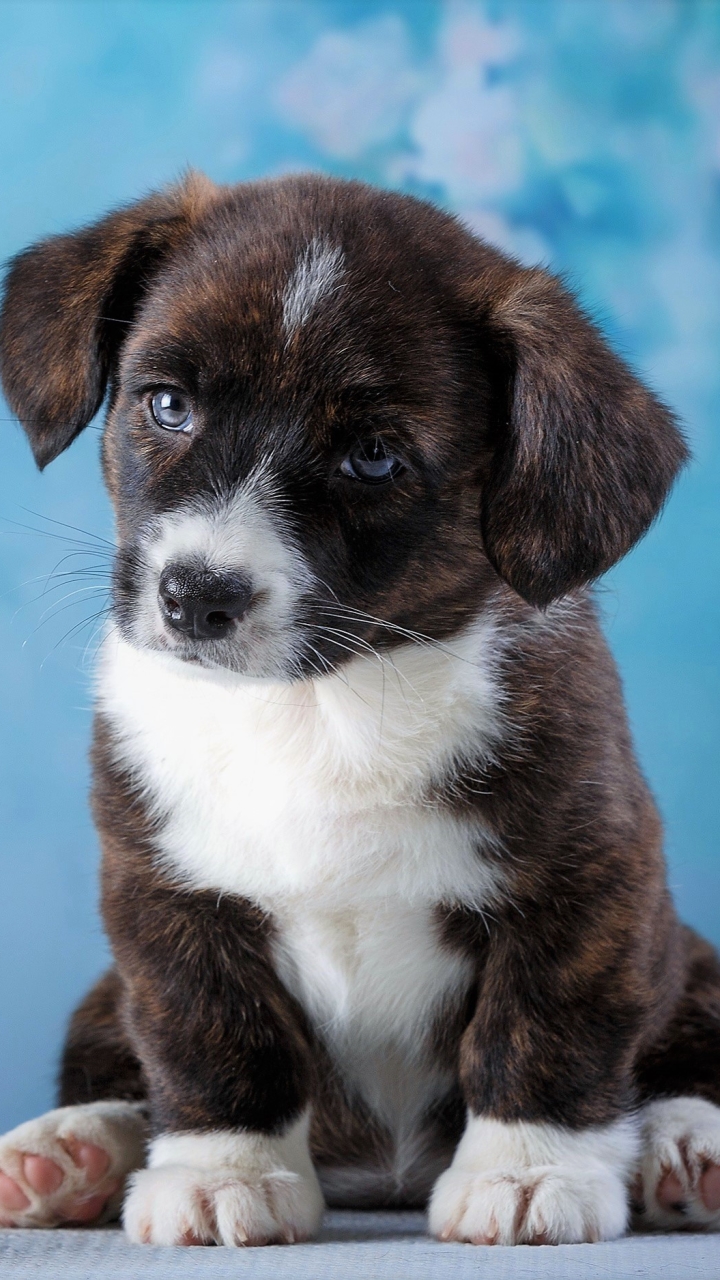 無料モバイル壁紙動物, 犬, 子犬, 青い目, 赤ちゃん動物をダウンロードします。