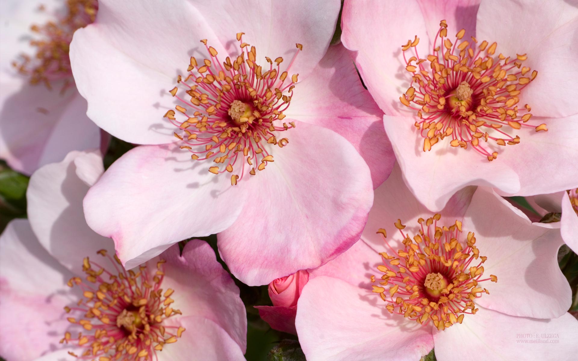 Free download wallpaper Flowers, Flower, Close Up, Earth, Pink Flower on your PC desktop