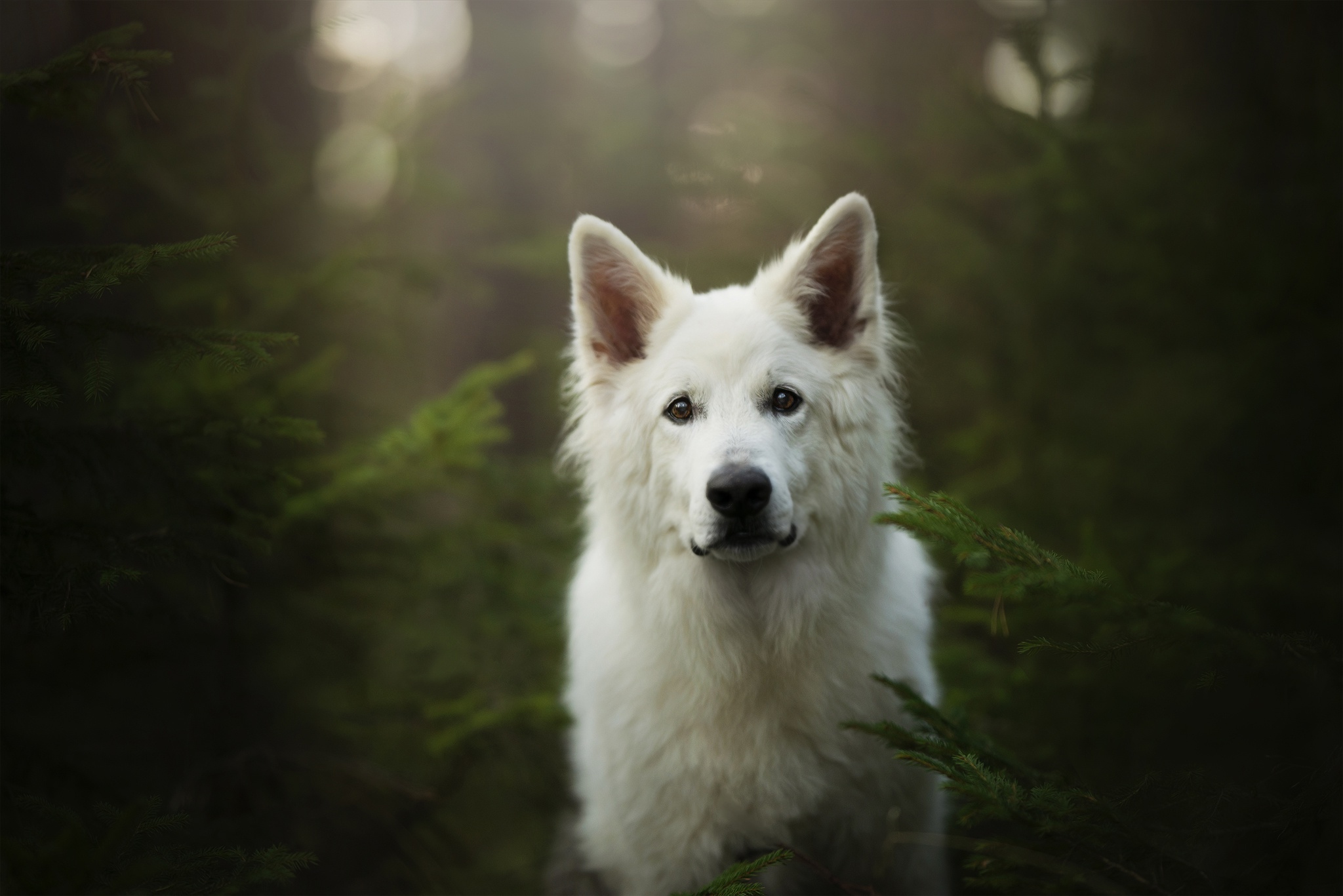 Laden Sie das Tiere, Hunde, Hund, Starren, Weißer Schäferhund-Bild kostenlos auf Ihren PC-Desktop herunter