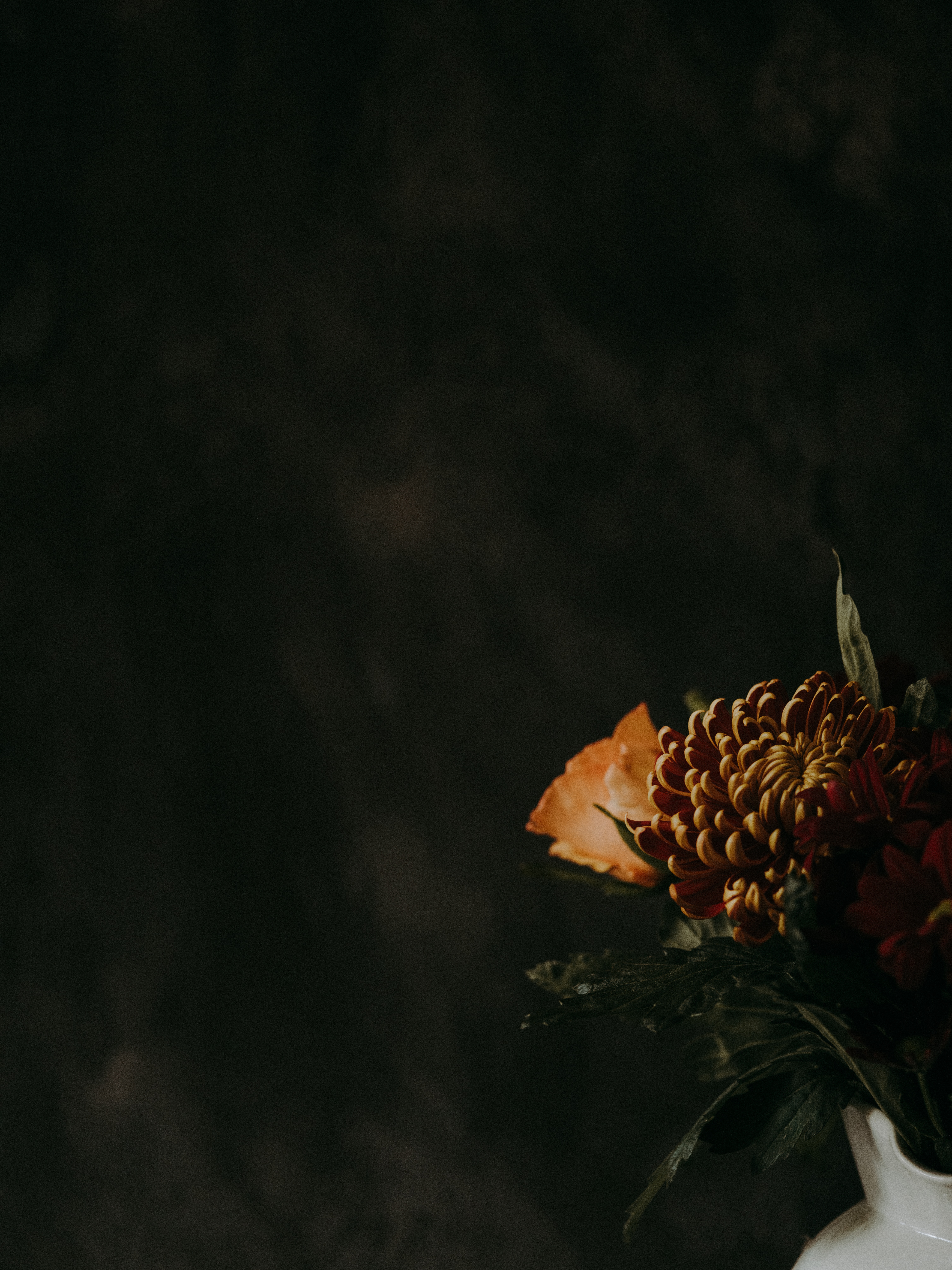 chrysanthemum, dark, flowers, flower, brown Smartphone Background