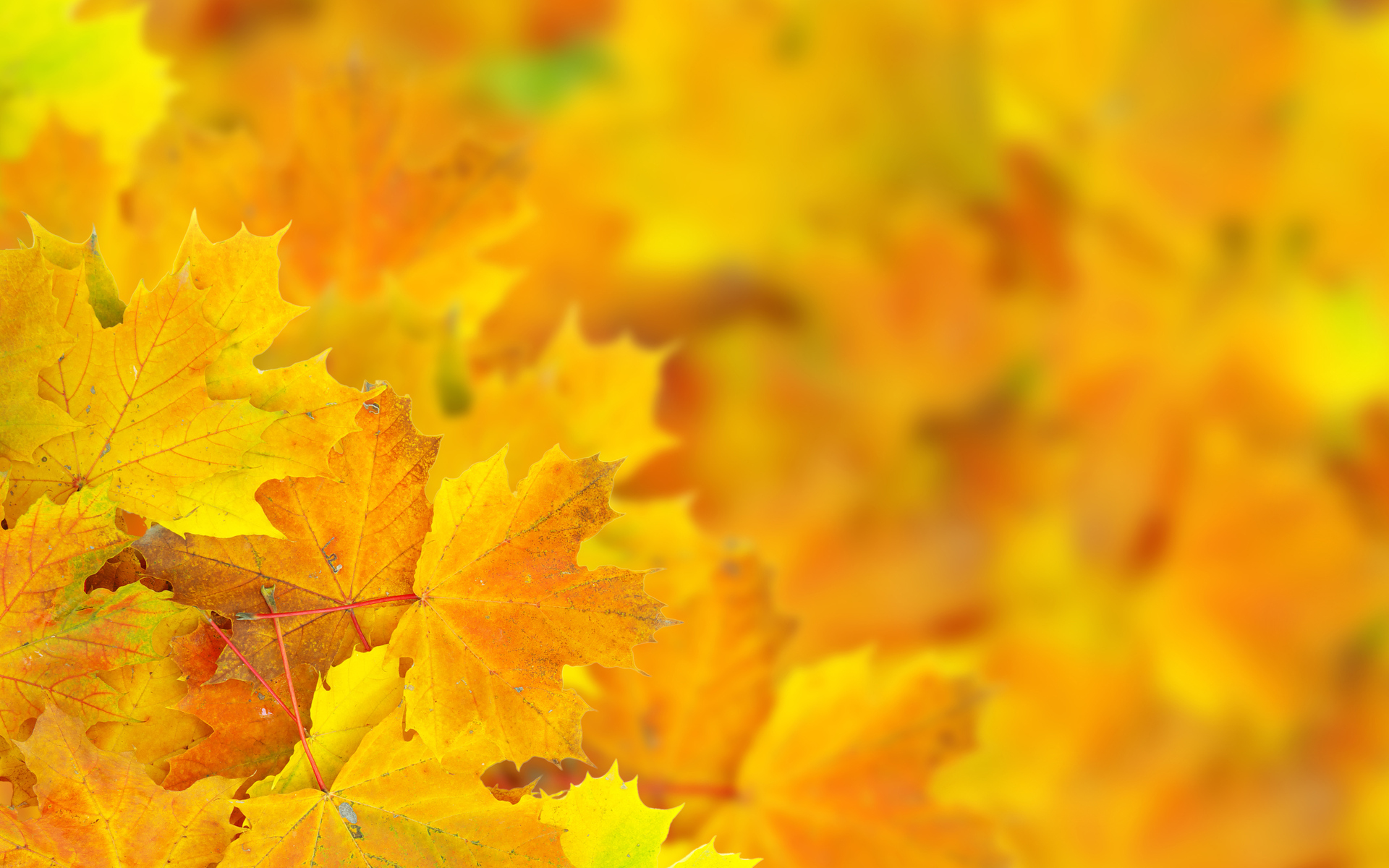 Download mobile wallpaper Macro, Close Up, Leaf, Fall, Earth, Season for free.
