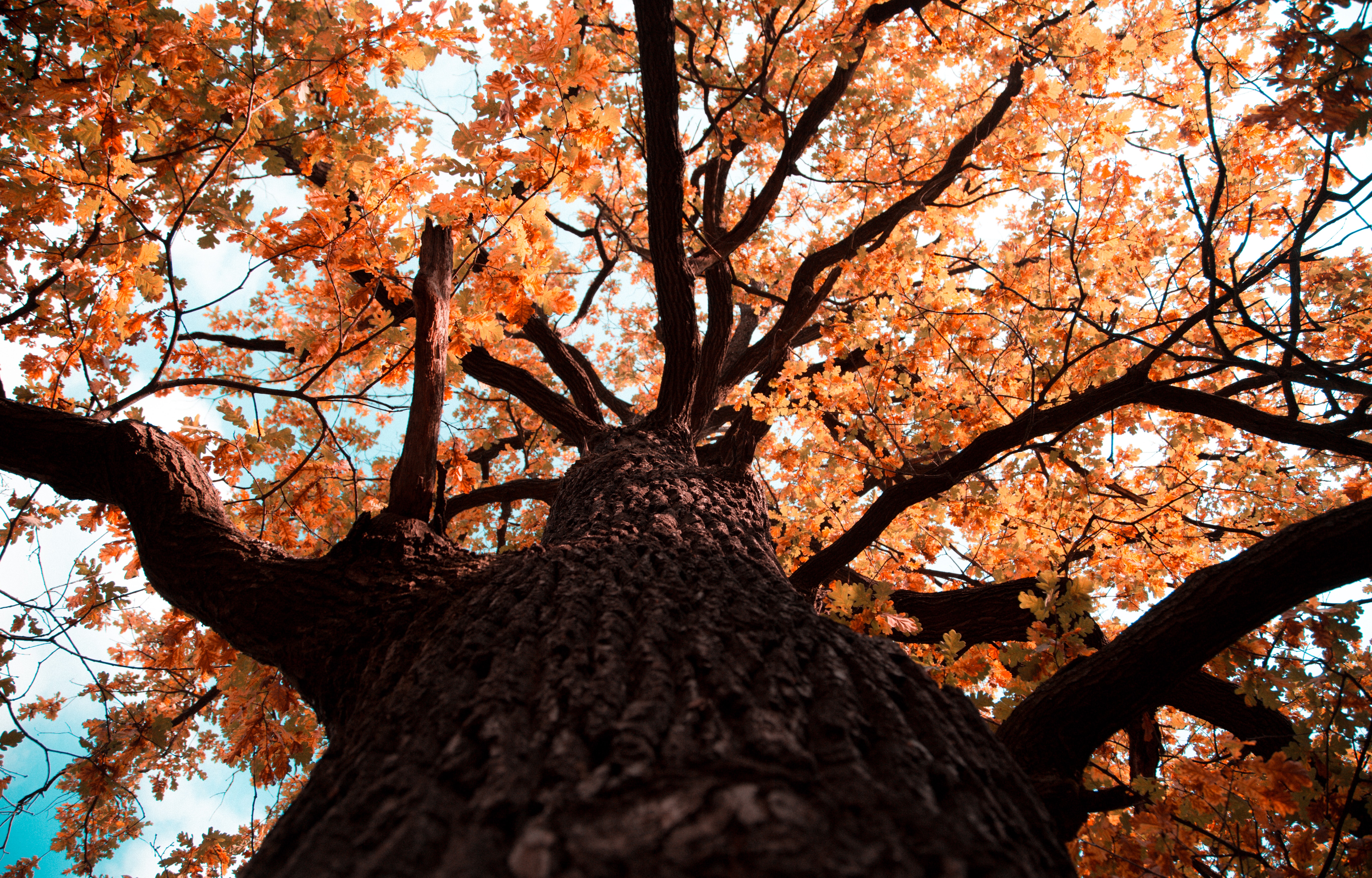 90349 скачать обои дуб, осень, природа, листья, дерево, ветки, желтый - заставки и картинки бесплатно