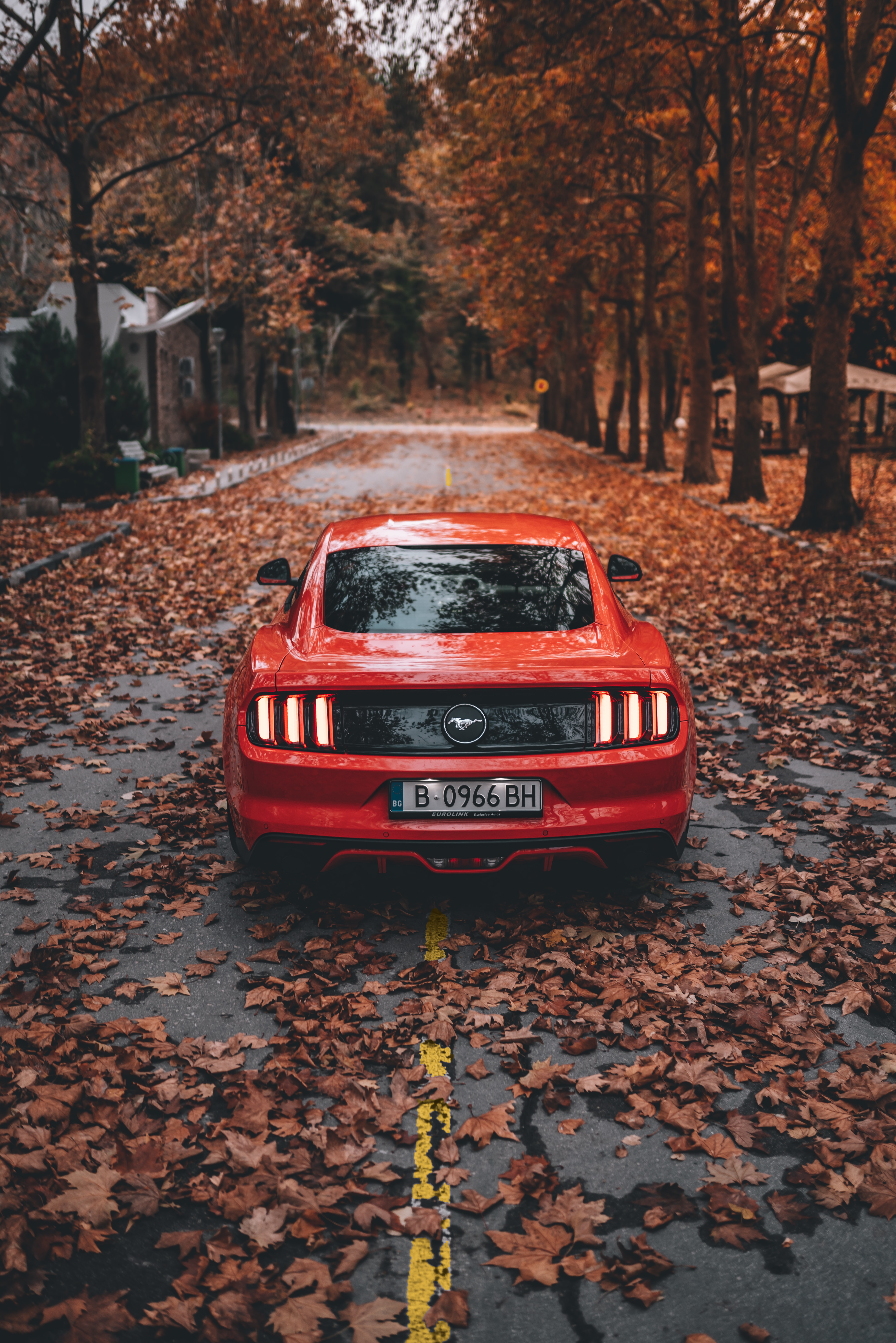 ford mustang, sports car, car, autumn, ford, cars, sports, red, road HD wallpaper
