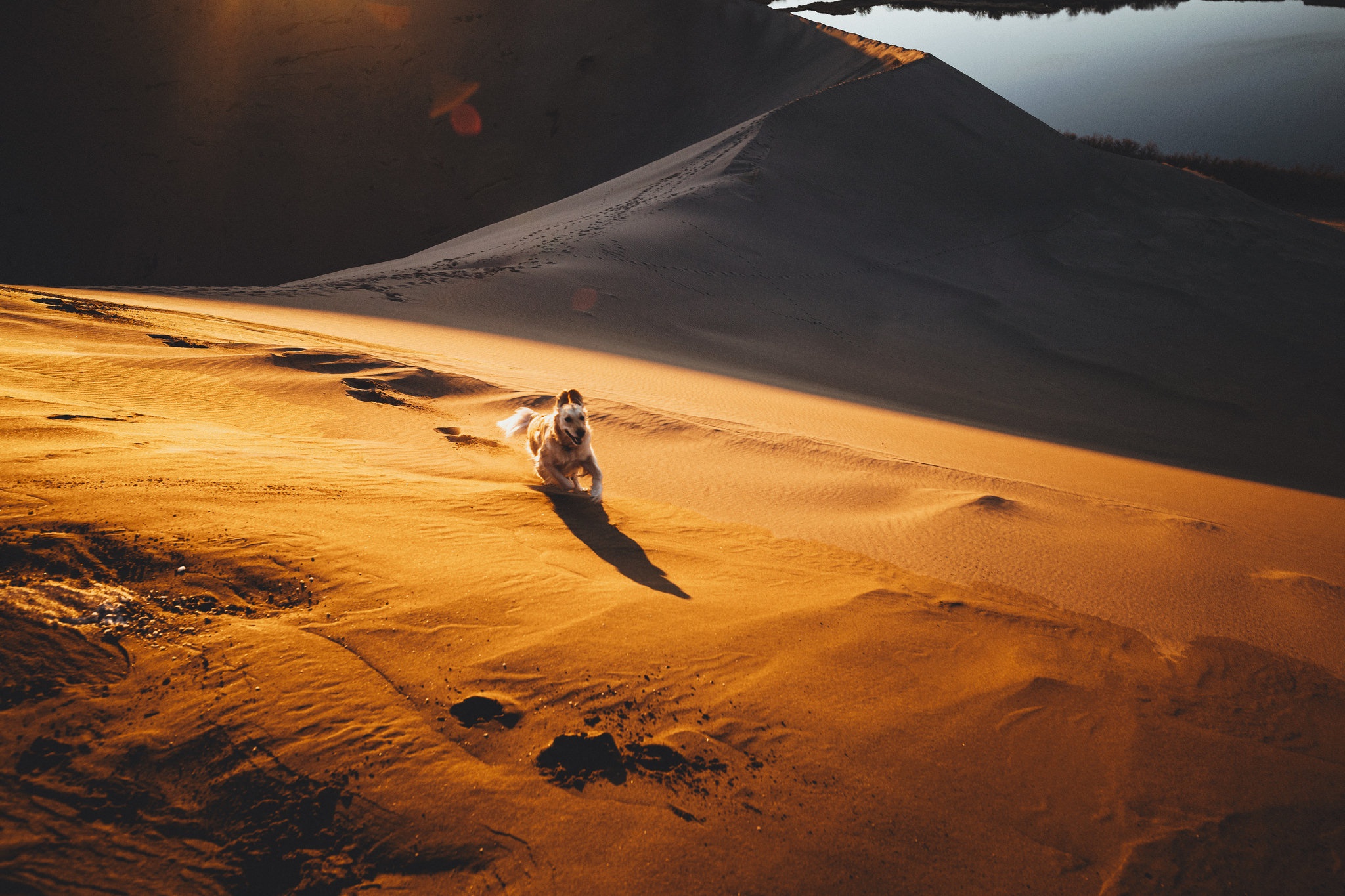 Download mobile wallpaper Dogs, Sand, Desert, Dog, Animal, Golden Retriever, Dune, Running for free.