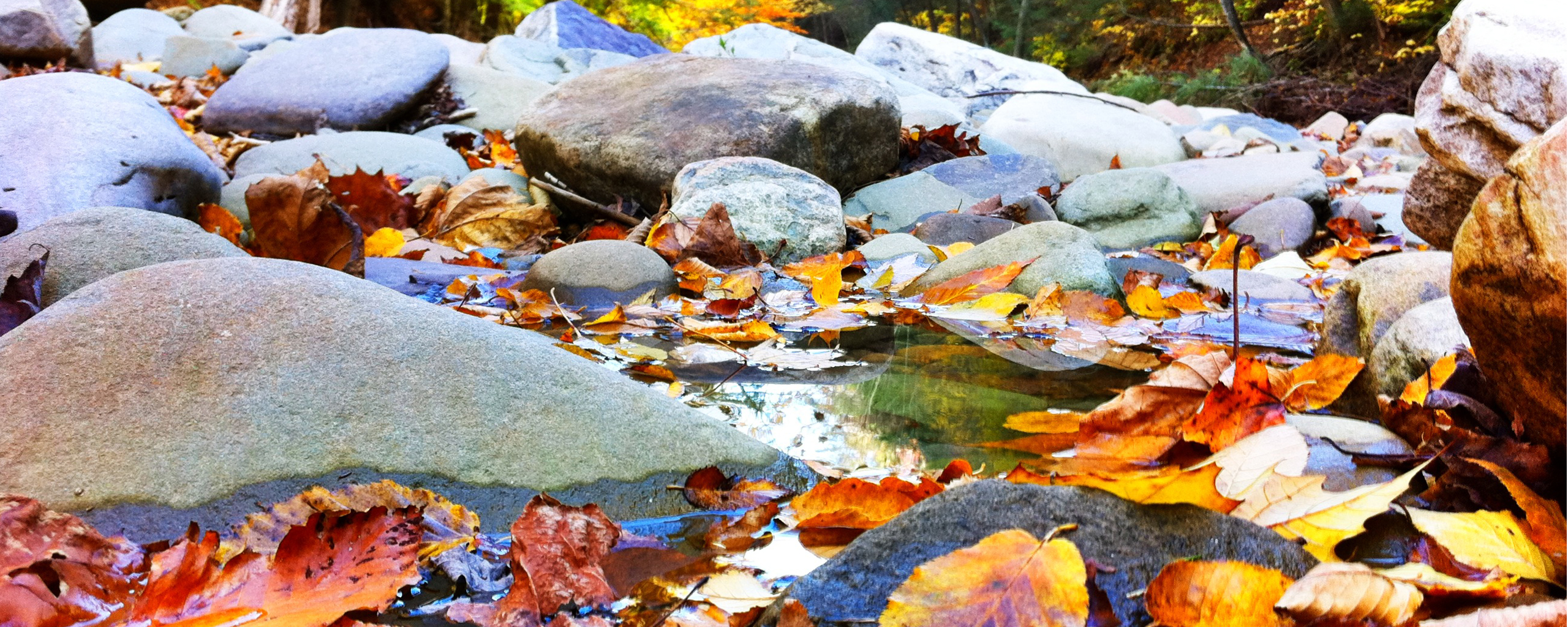 Laden Sie das Wasser, Blatt, Erde/natur-Bild kostenlos auf Ihren PC-Desktop herunter