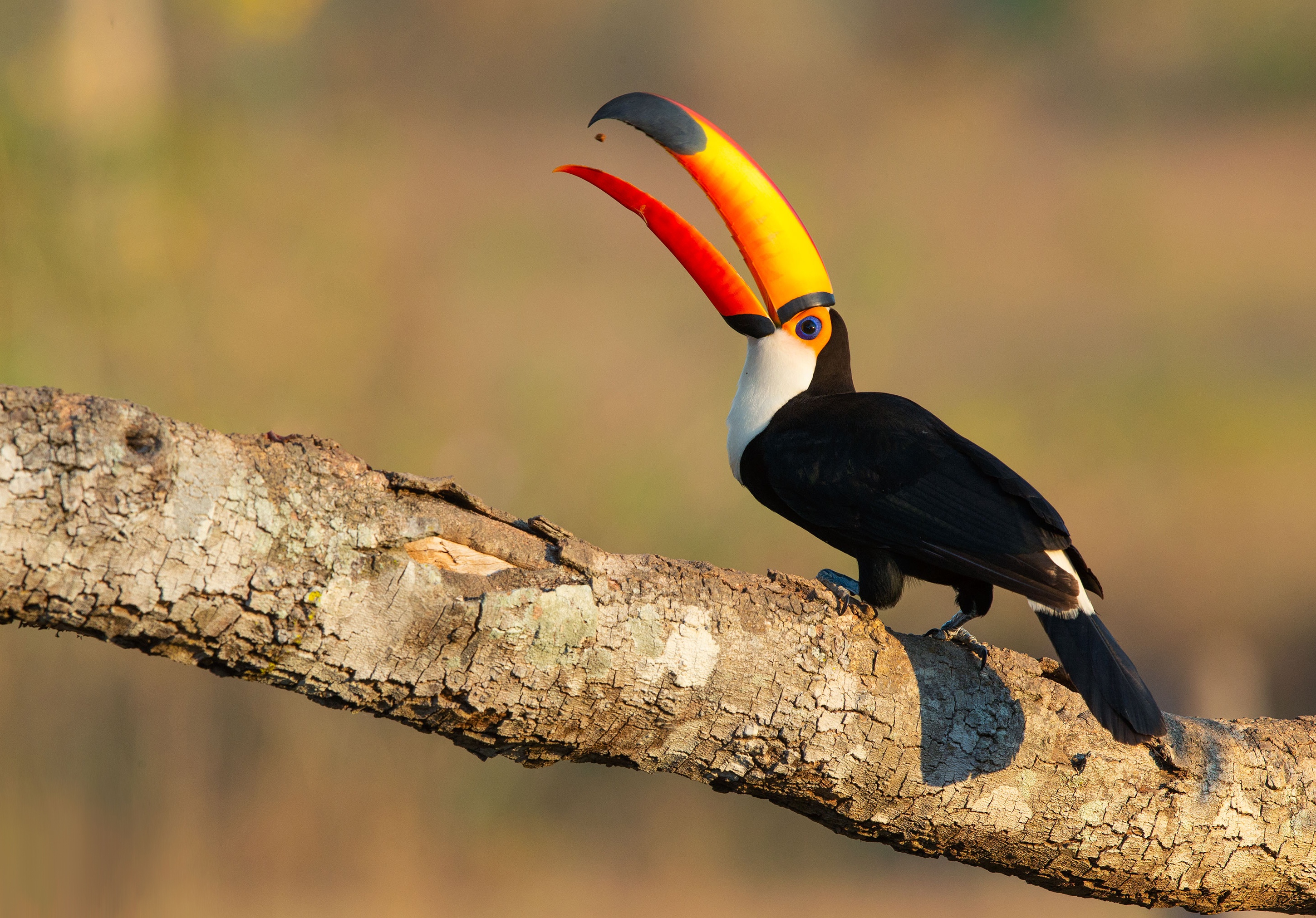 Download mobile wallpaper Birds, Bird, Branch, Animal, Toucan for free.