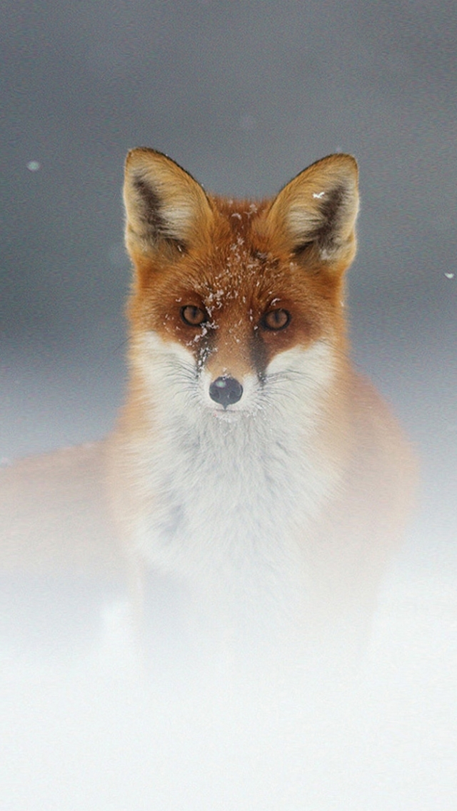 Download mobile wallpaper Snow, Fox, Animal for free.