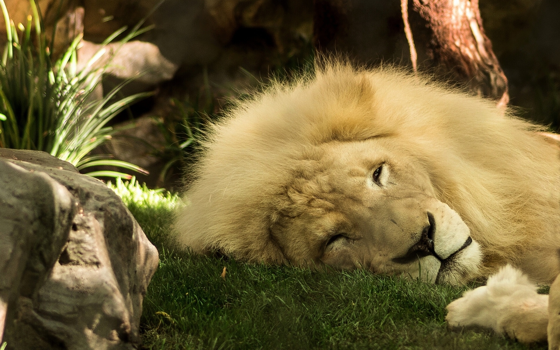 75675 descargar fondo de pantalla animales, un leon, león, melena, rey de las bestias: protectores de pantalla e imágenes gratis