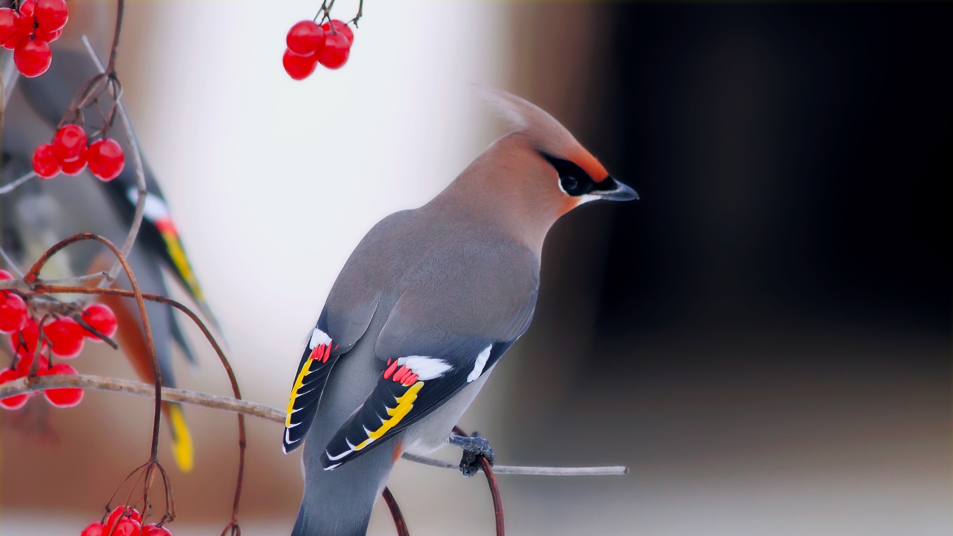 351363 descargar fondo de pantalla animales, bombycilla, ave, aves: protectores de pantalla e imágenes gratis