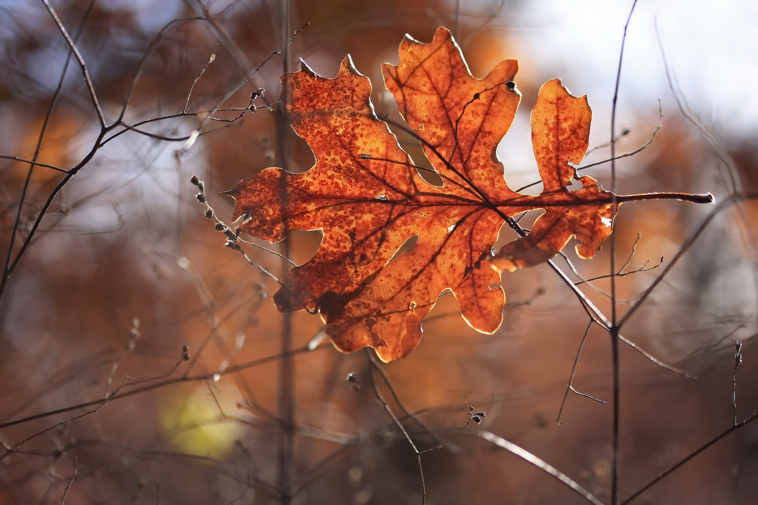 Free download wallpaper Nature, Blur, Close Up, Leaf, Fall, Earth on your PC desktop