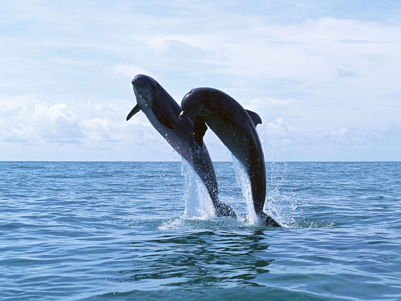 41878 descargar fondo de pantalla delfines, animales, azul: protectores de pantalla e imágenes gratis