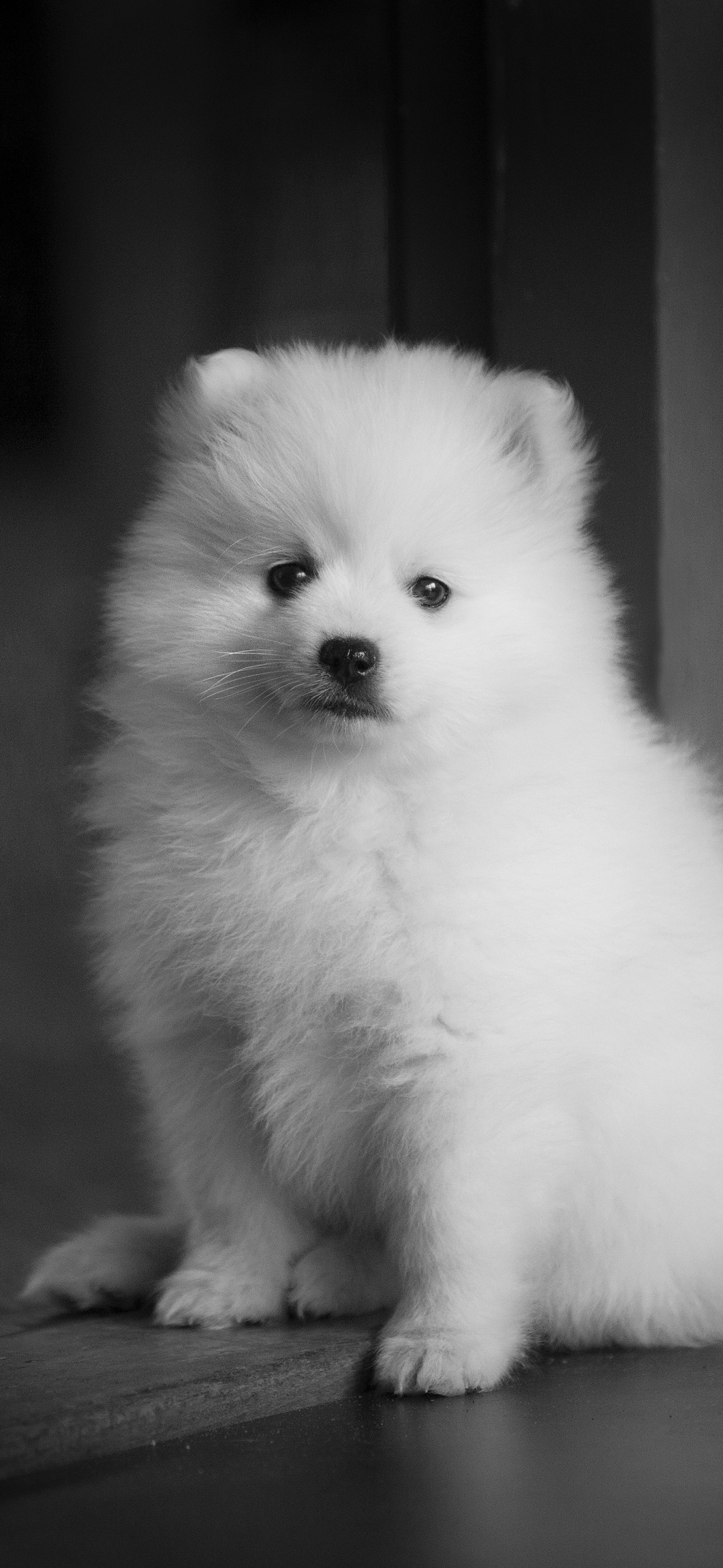 Download mobile wallpaper Dogs, Dog, Animal, Puppy, Spitz, Black & White for free.