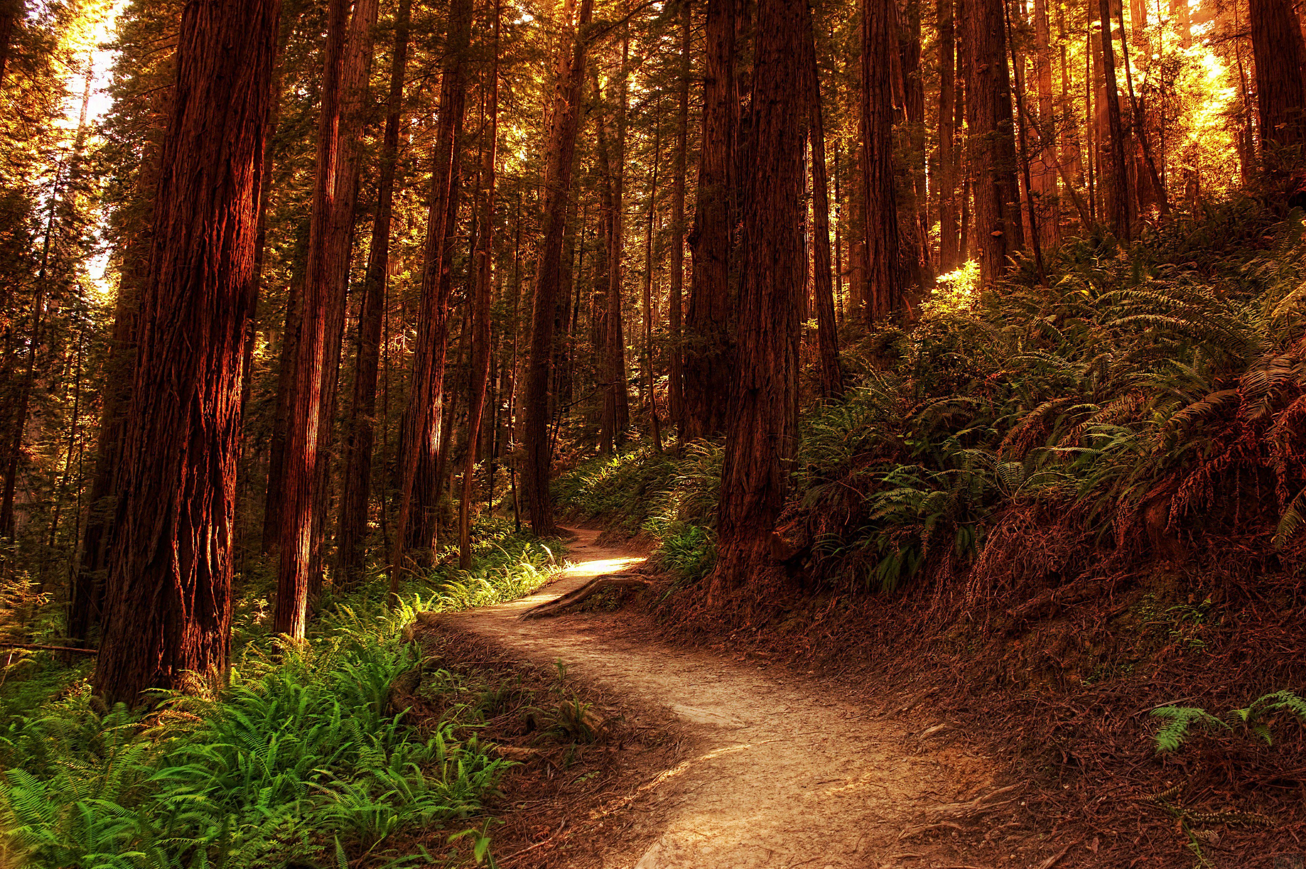 Free download wallpaper Forest, Earth, Path on your PC desktop