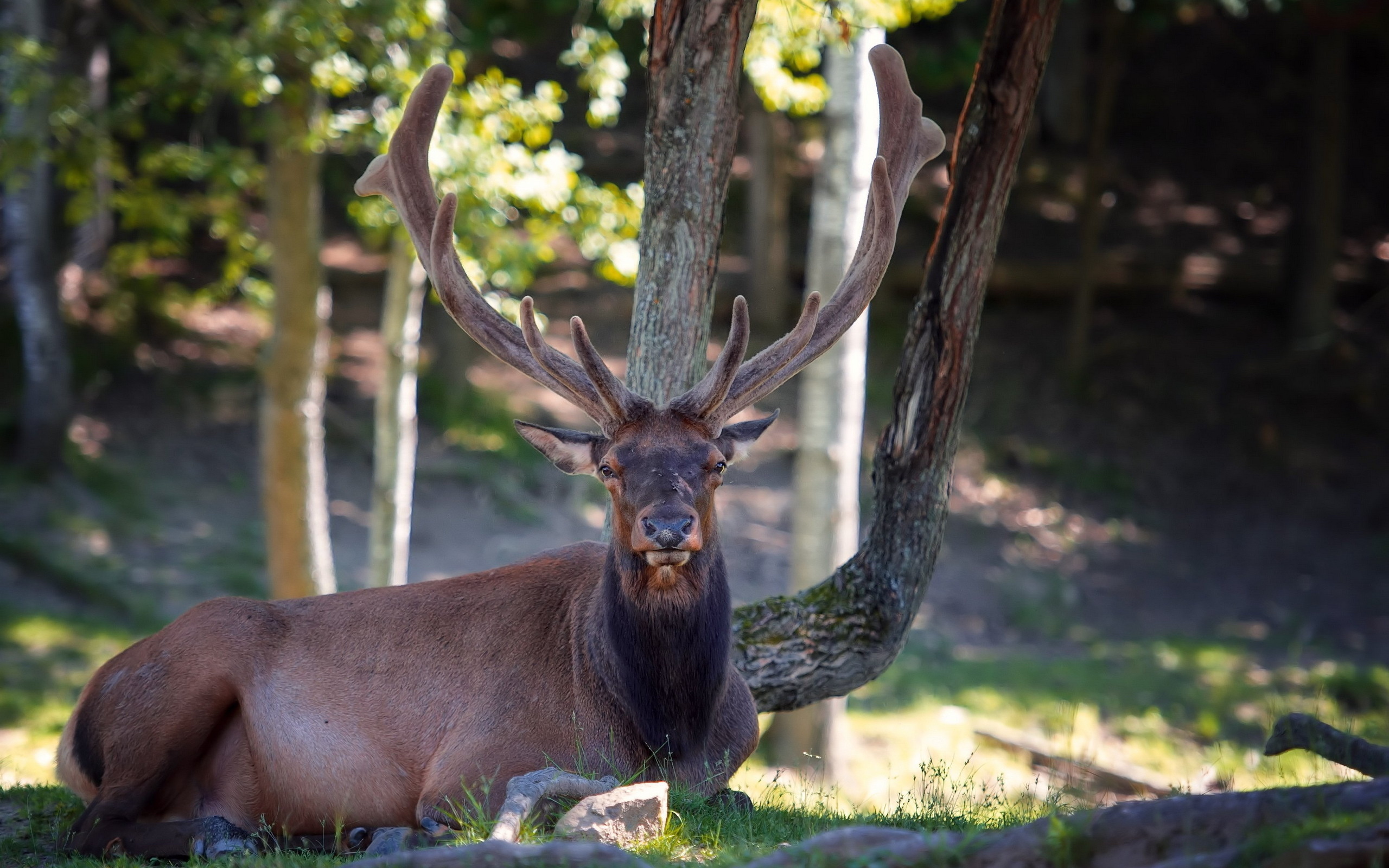 Free download wallpaper Animal, Deer on your PC desktop