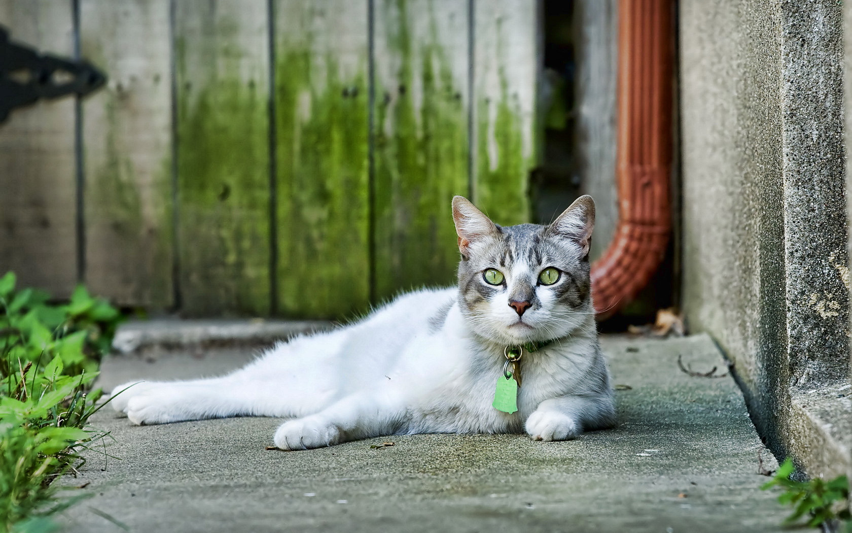 Téléchargez des papiers peints mobile Animaux, Chat gratuitement.