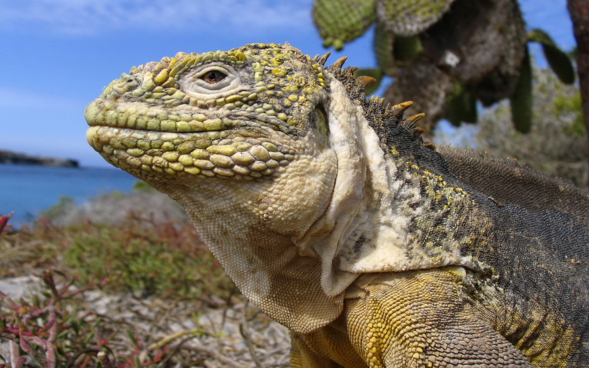Téléchargez des papiers peints mobile Animaux, Iguane Terrestre Des Galapagos gratuitement.