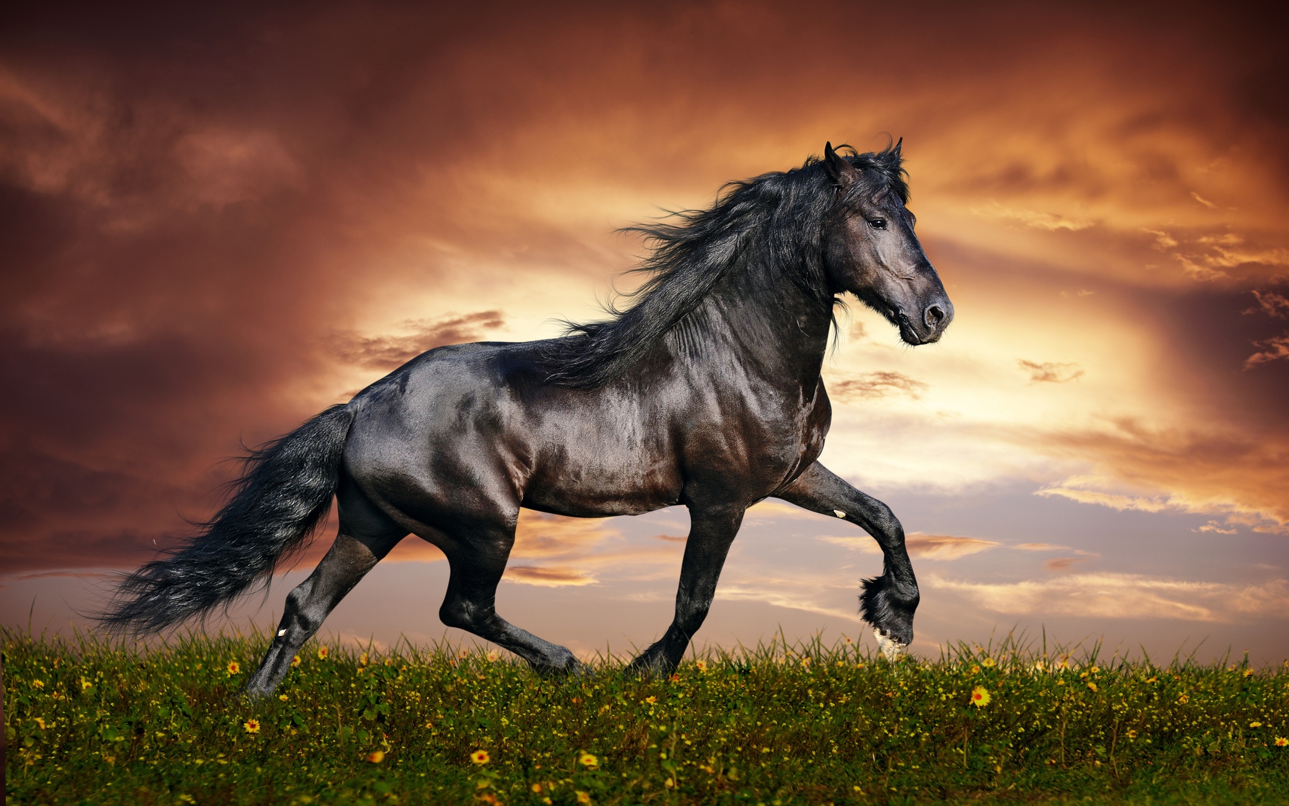 Free download wallpaper Animal, Horse on your PC desktop