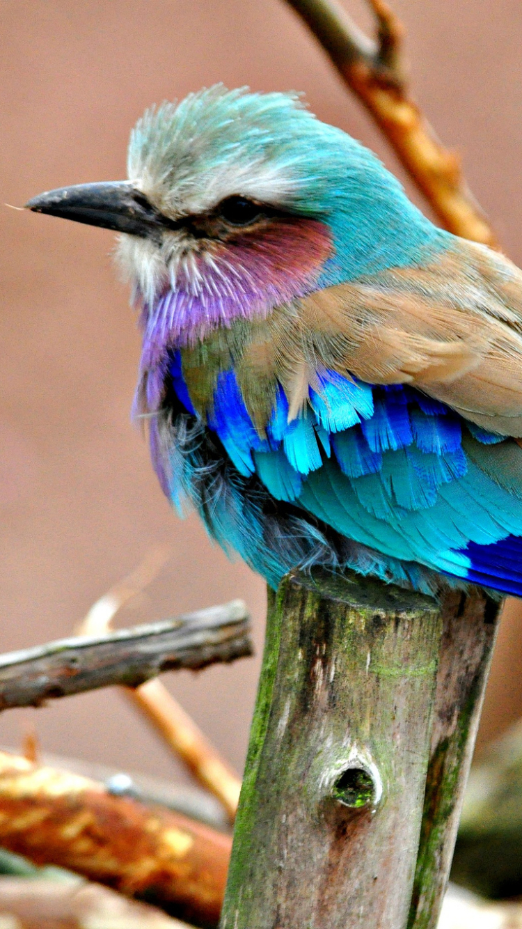 Download mobile wallpaper Birds, Bird, Animal, Lilac Breasted Roller for free.