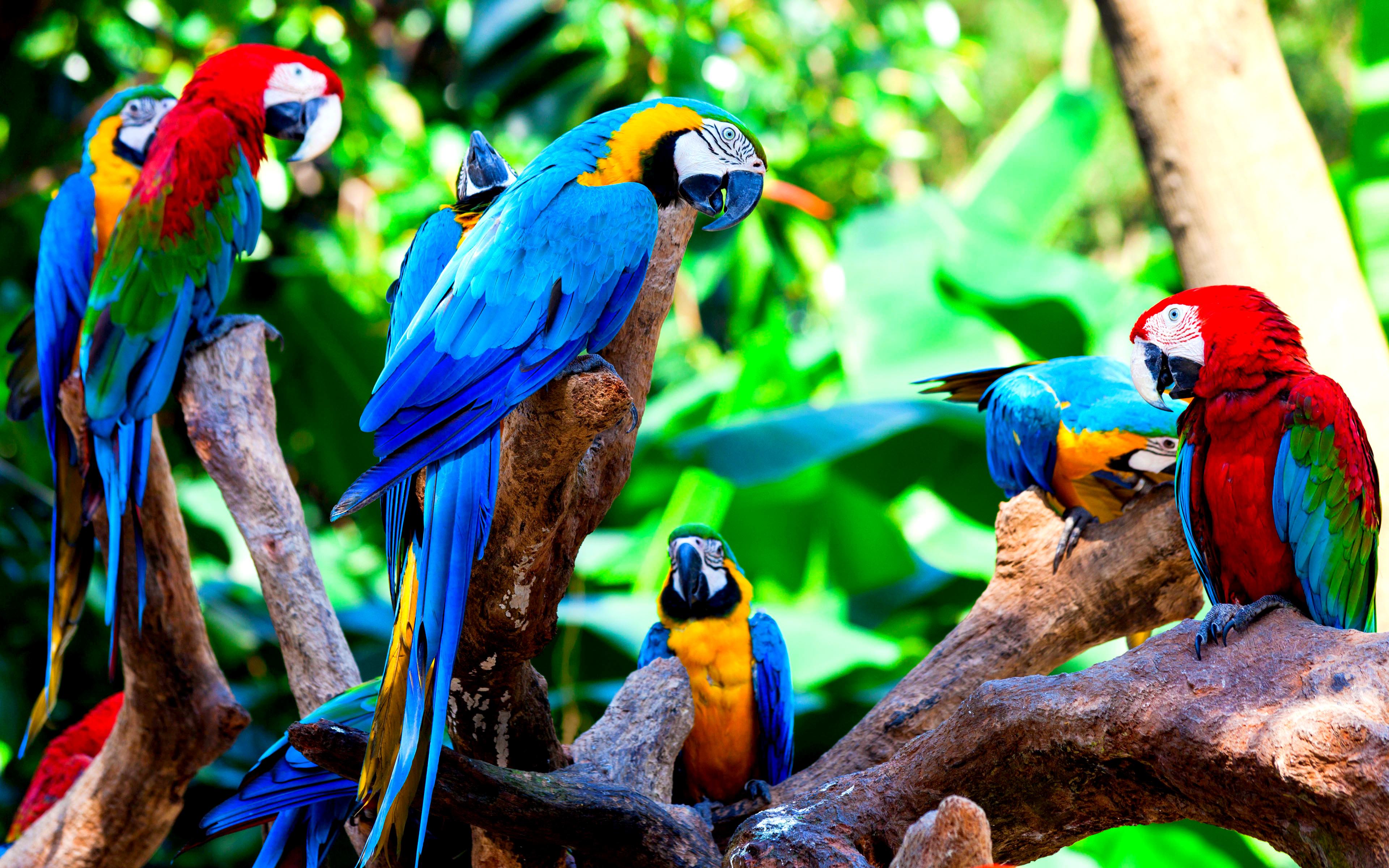 408585壁紙のダウンロード動物, コンゴウインコ, 鳥, 青と黄色のコンゴウインコ, カラフル, 赤と緑のコンゴウインコ-スクリーンセーバーと写真を無料で