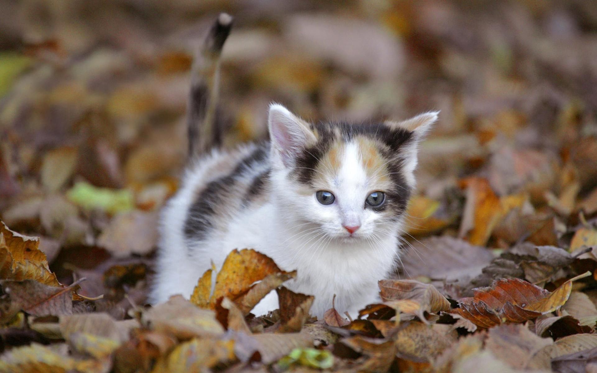 146561壁紙のダウンロード動物, 秋, 葉, キティ, 子猫, 登る, 木の葉, ファンキー, 脅えた-スクリーンセーバーと写真を無料で
