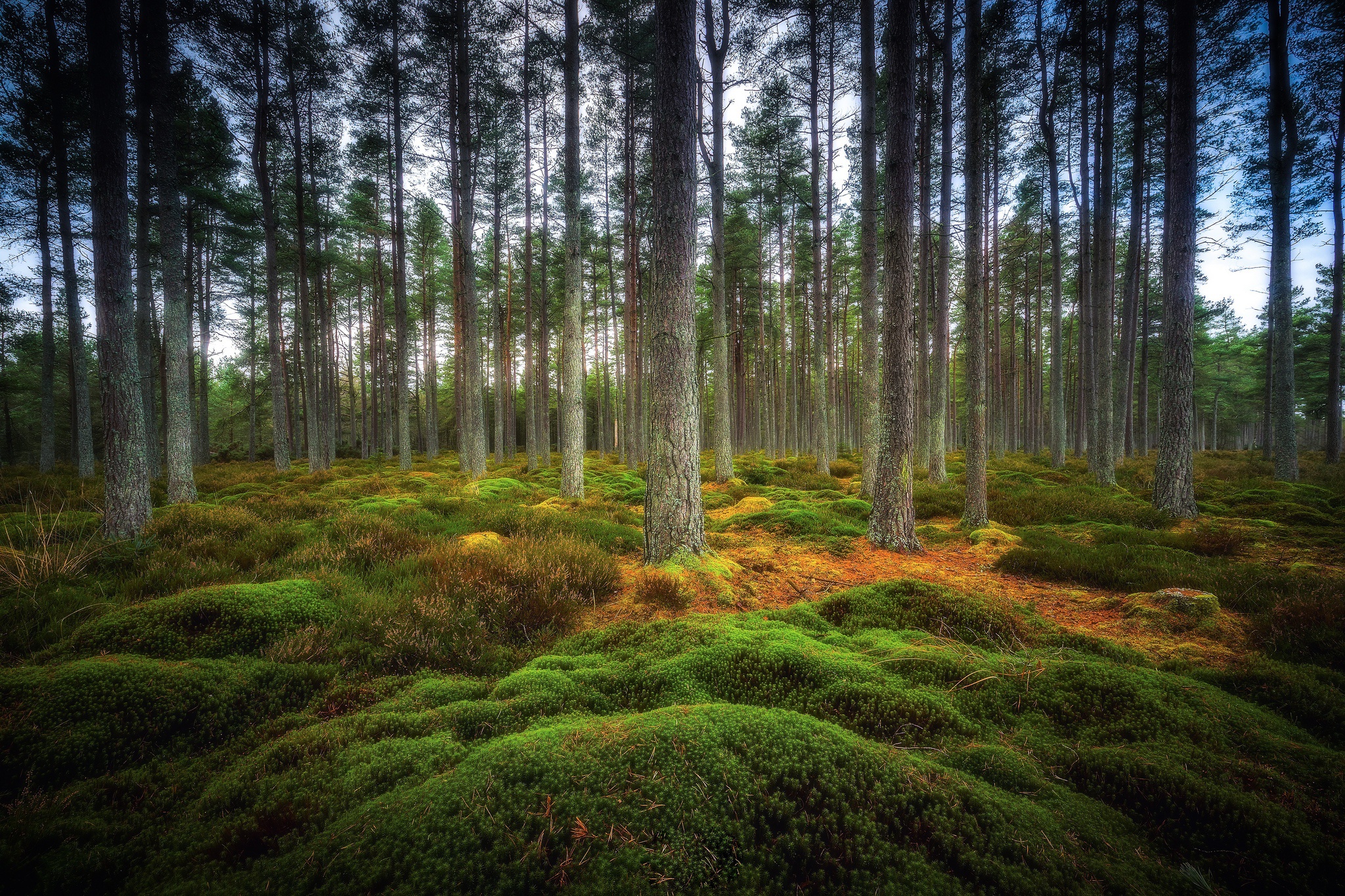 Baixar papel de parede para celular de Natureza, Floresta, Árvore, Musgo, Terra/natureza gratuito.