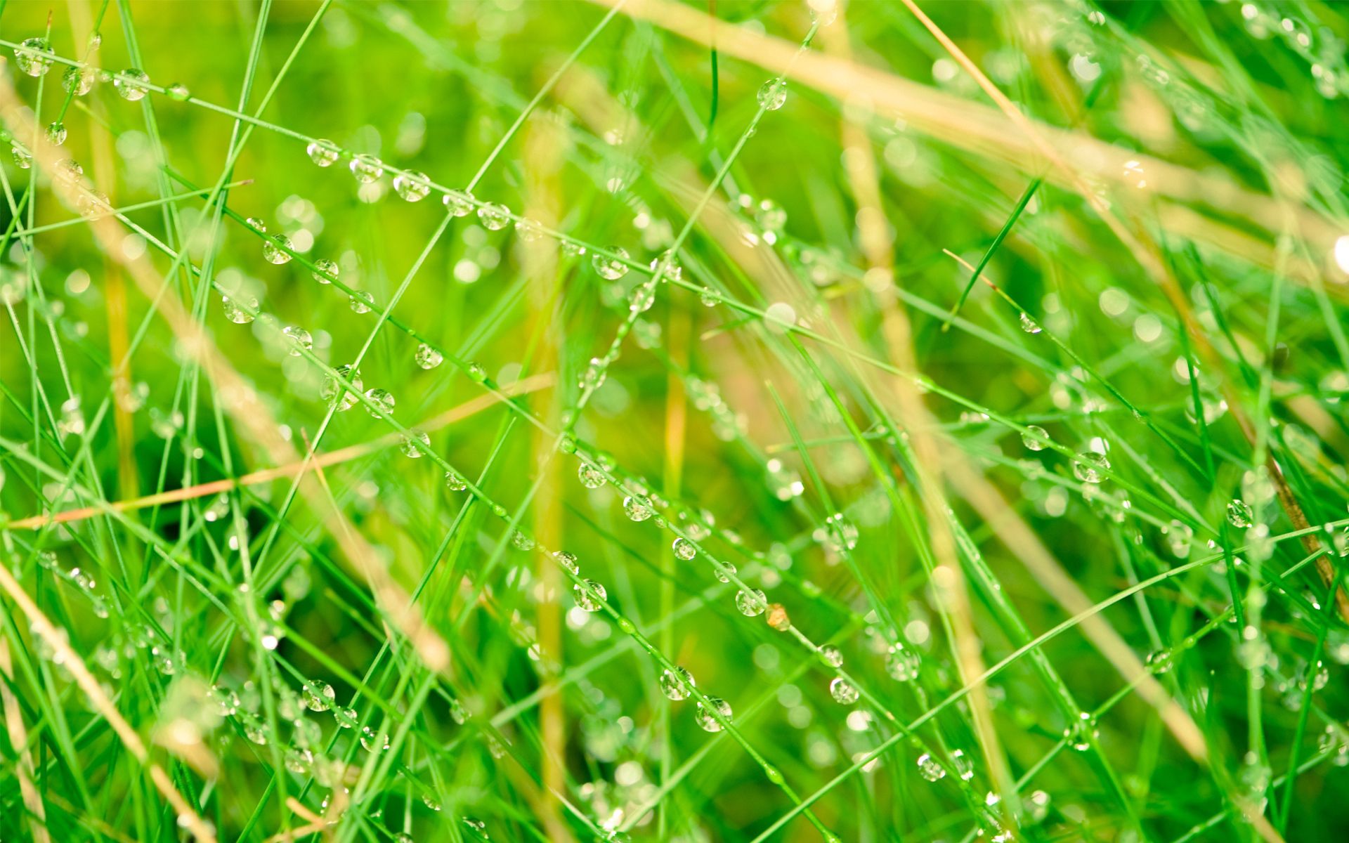 grass, drops, macro, light, light coloured, net
